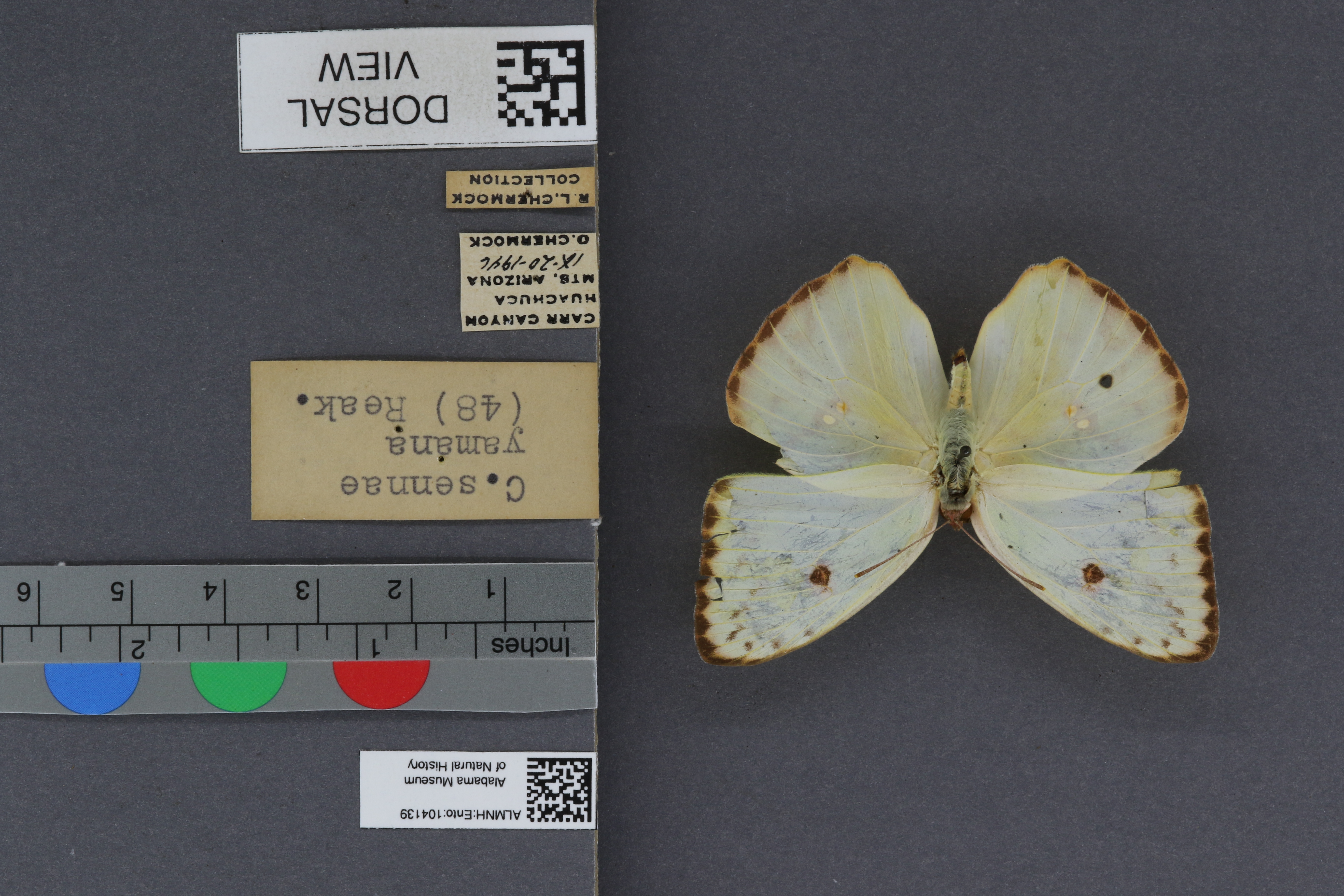 Specimen media