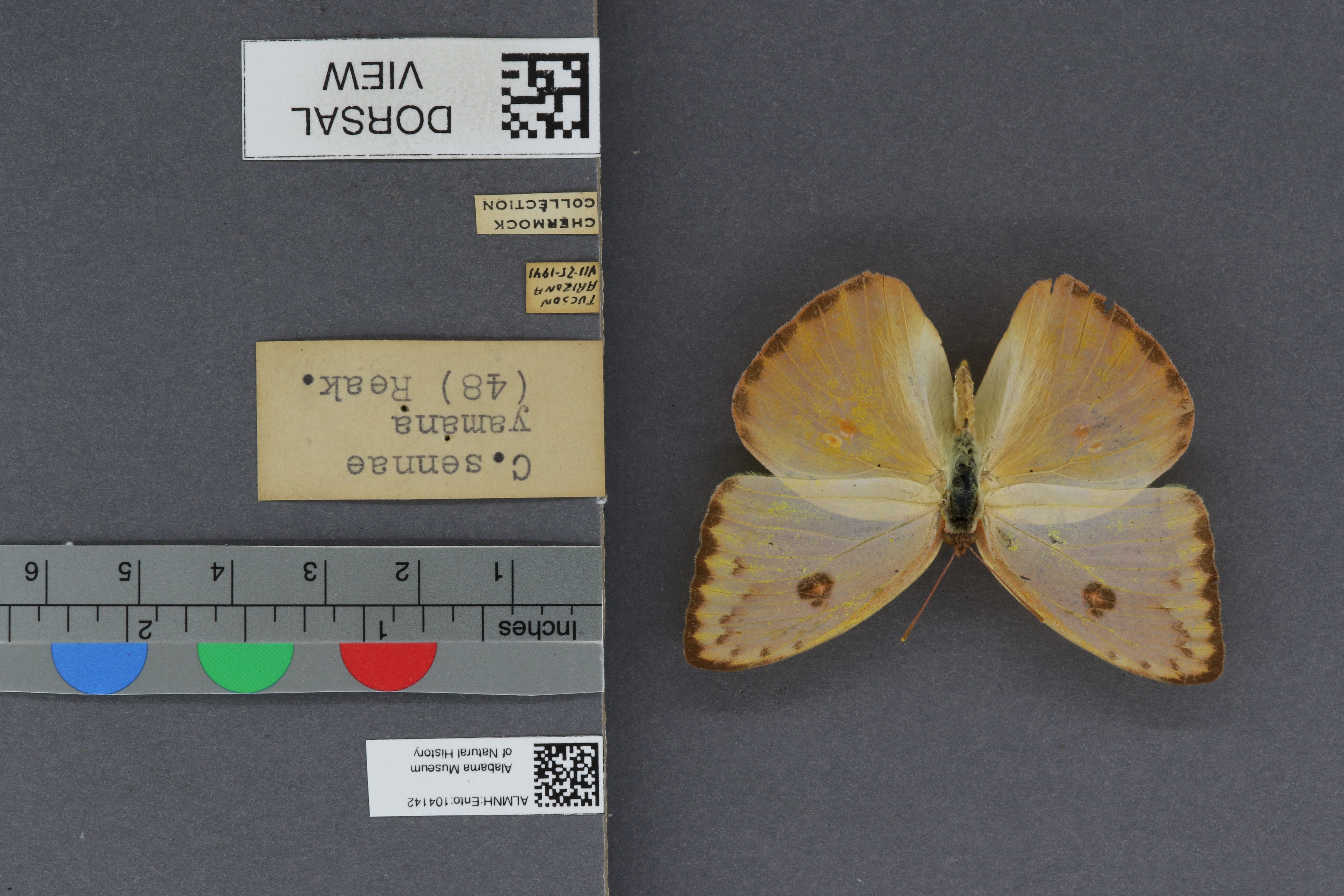 Specimen media