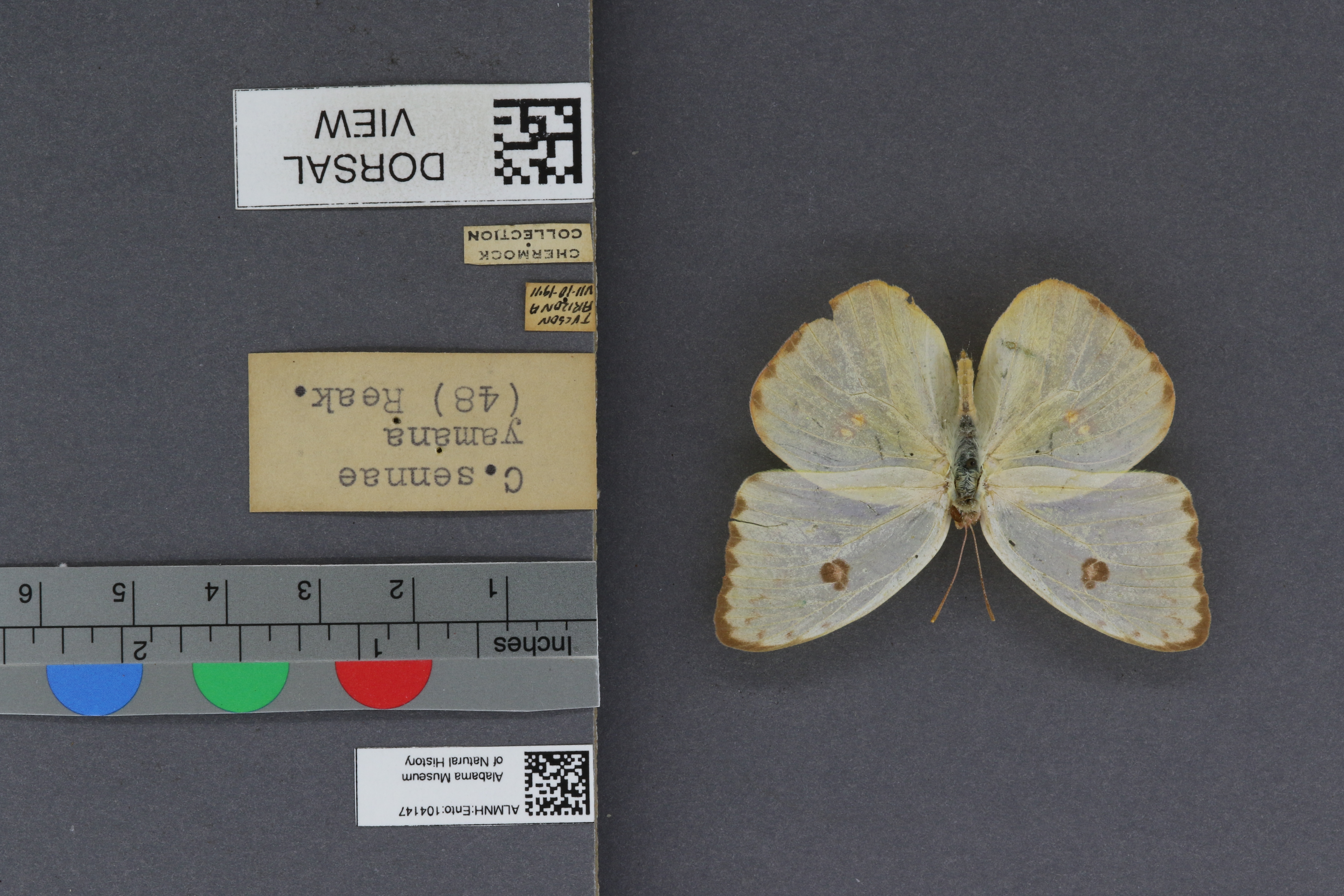 Specimen media