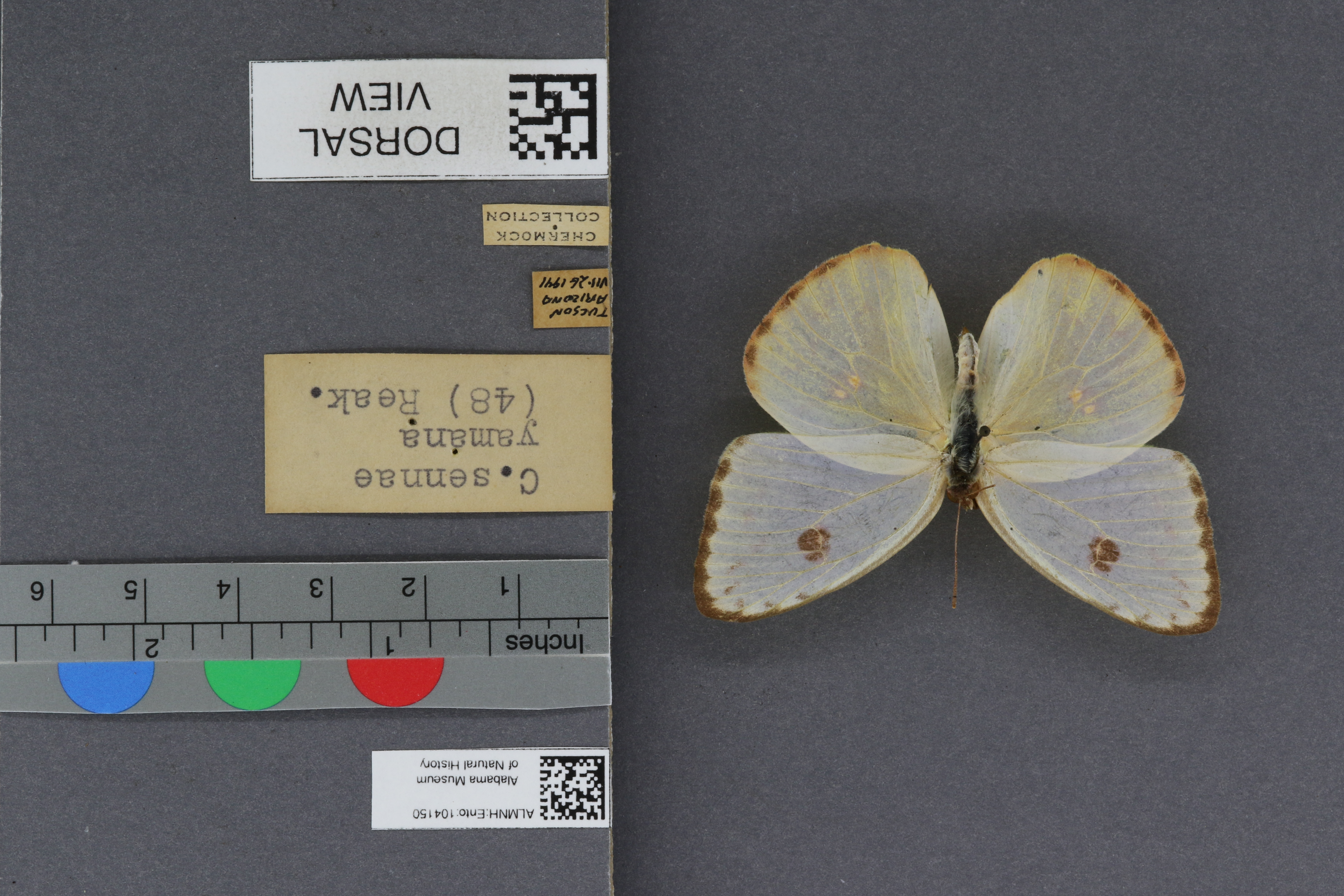 Specimen media