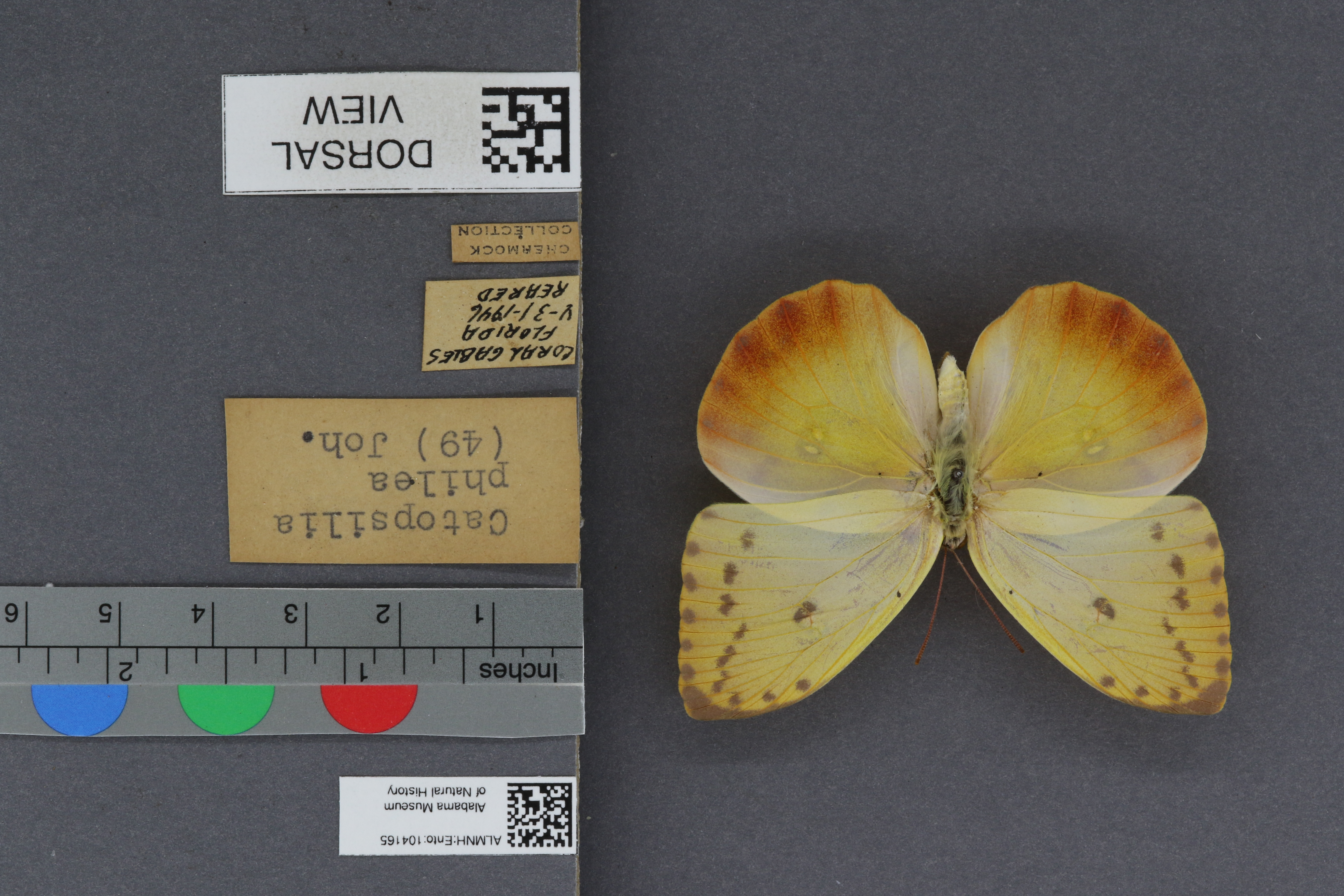 Specimen media