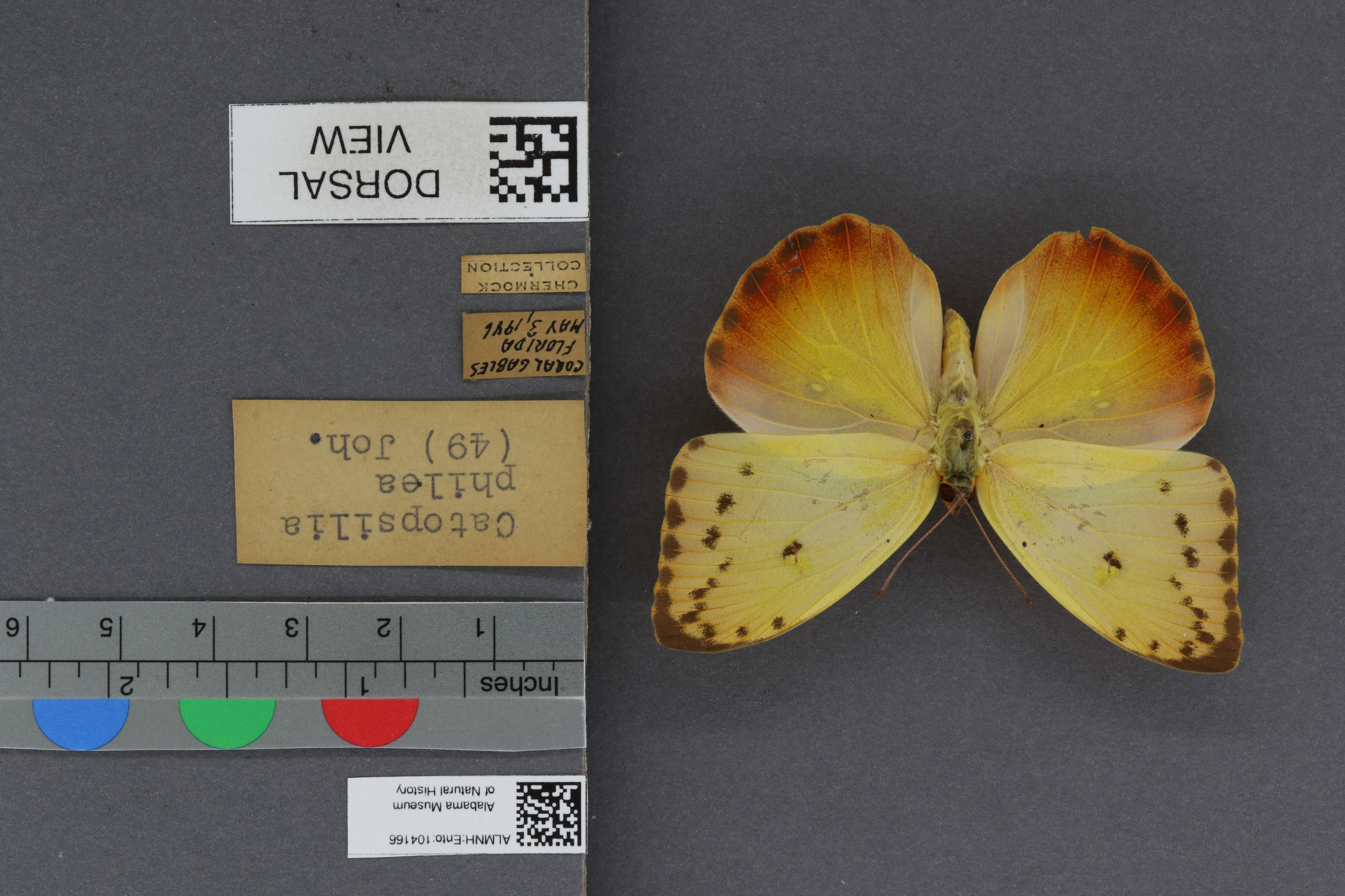 Specimen media