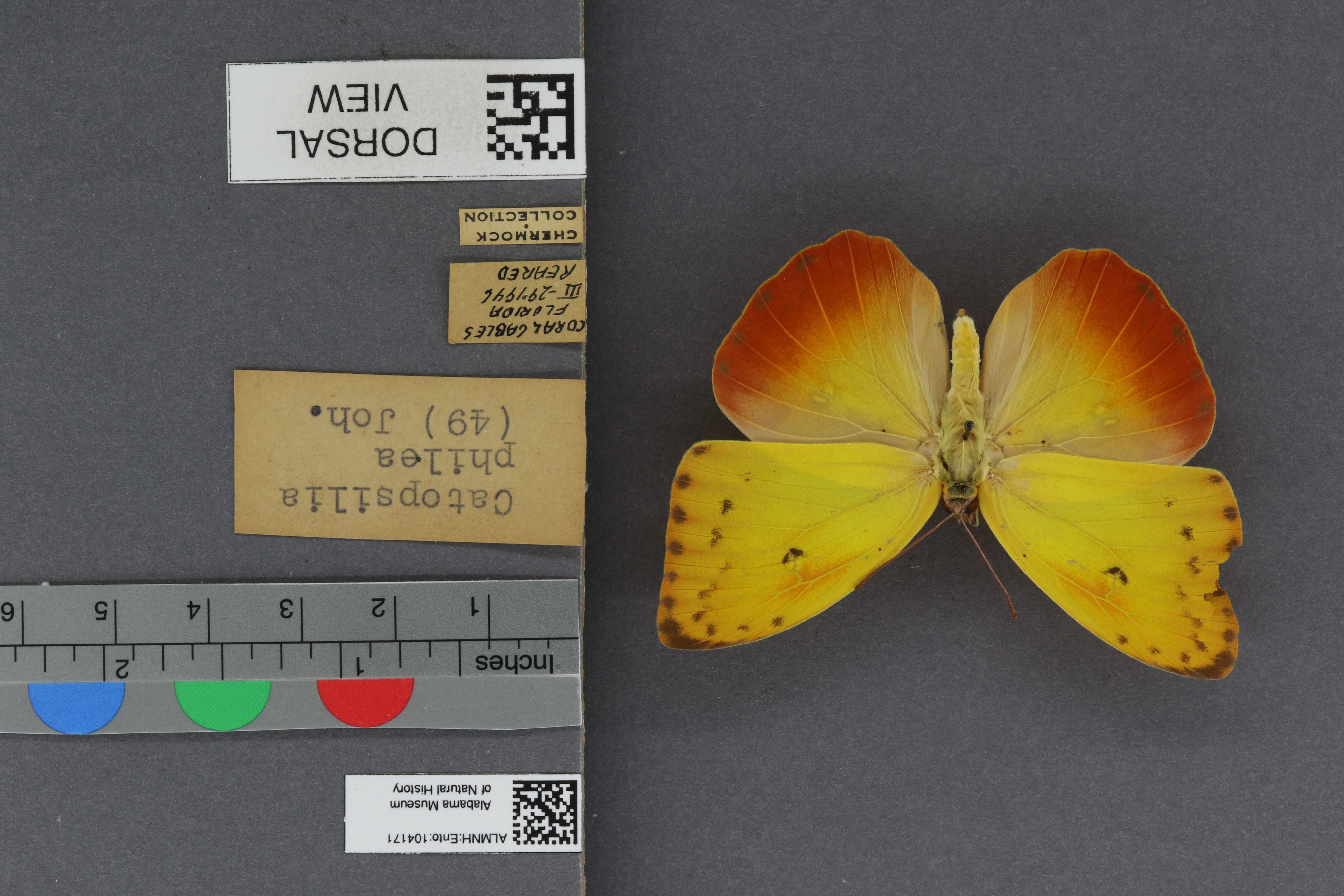 Specimen media