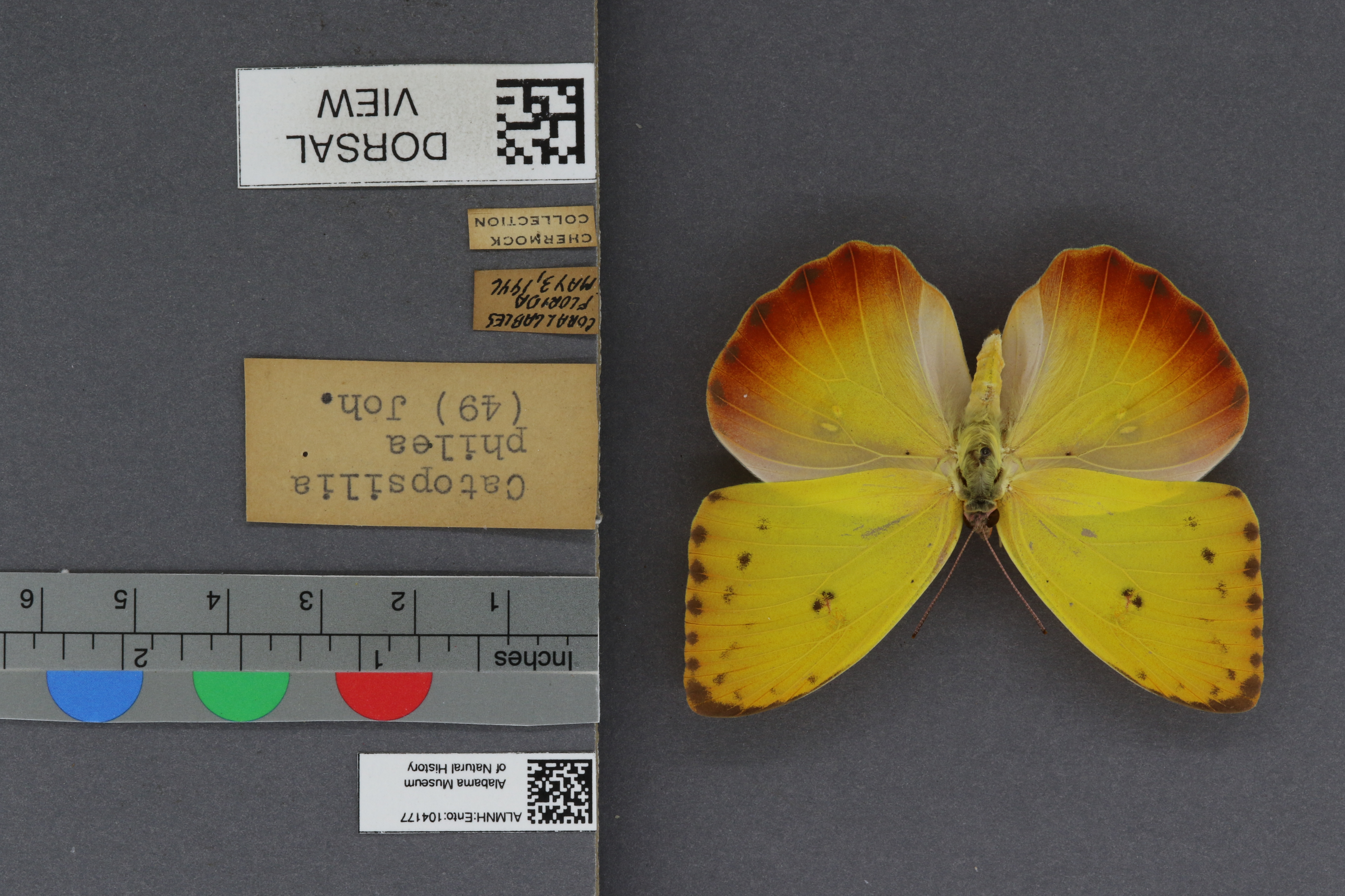 Specimen media