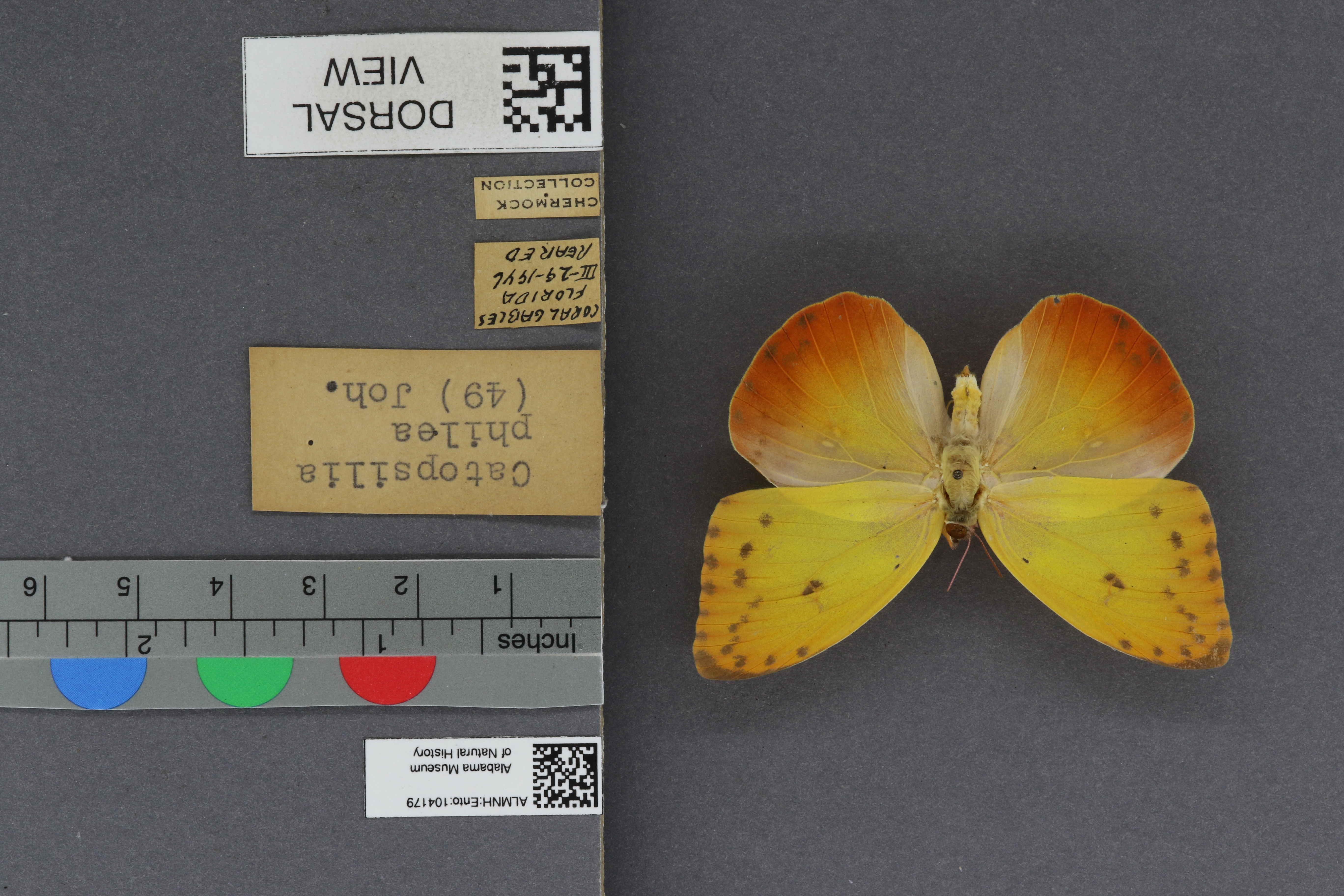 Specimen media