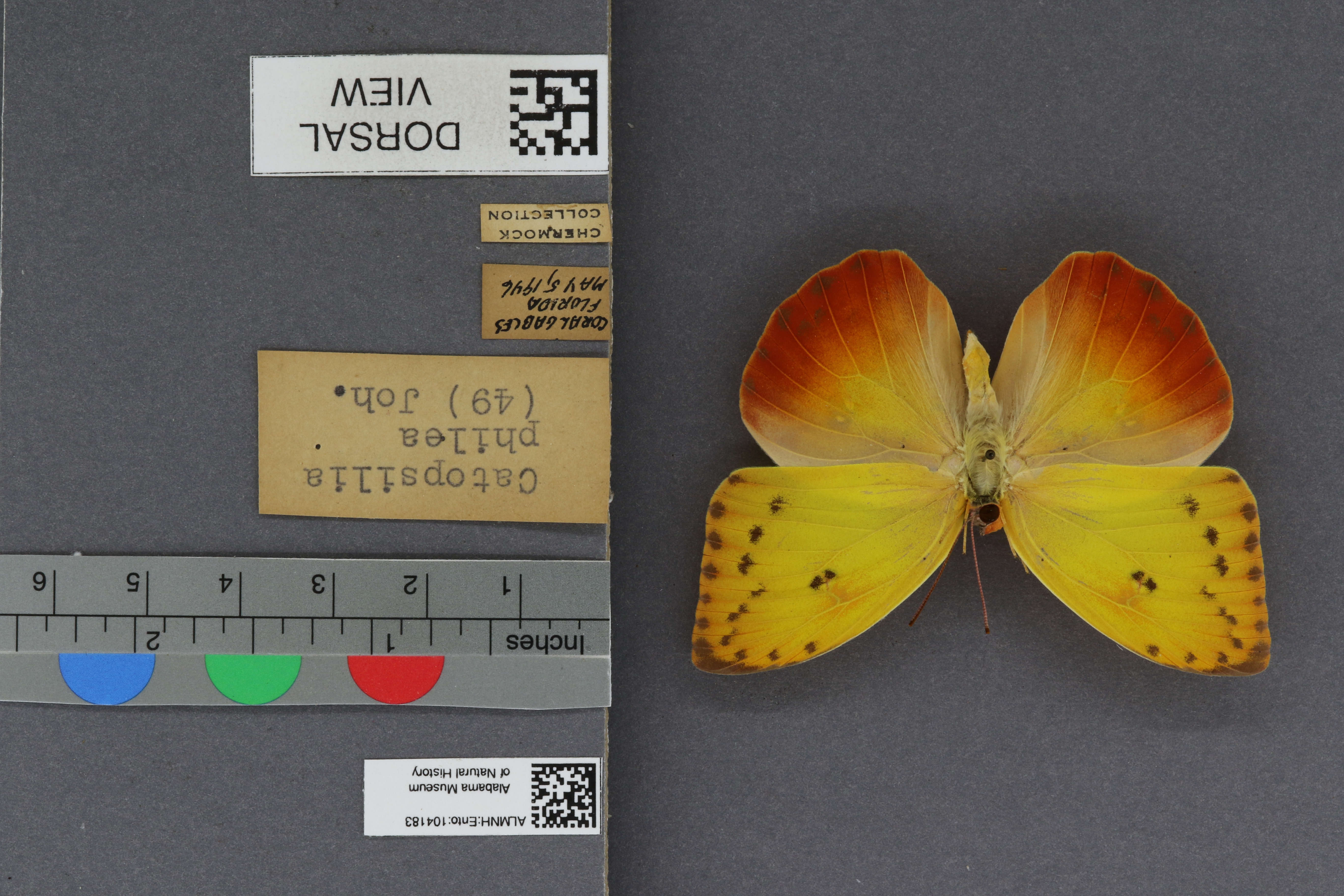 Specimen media