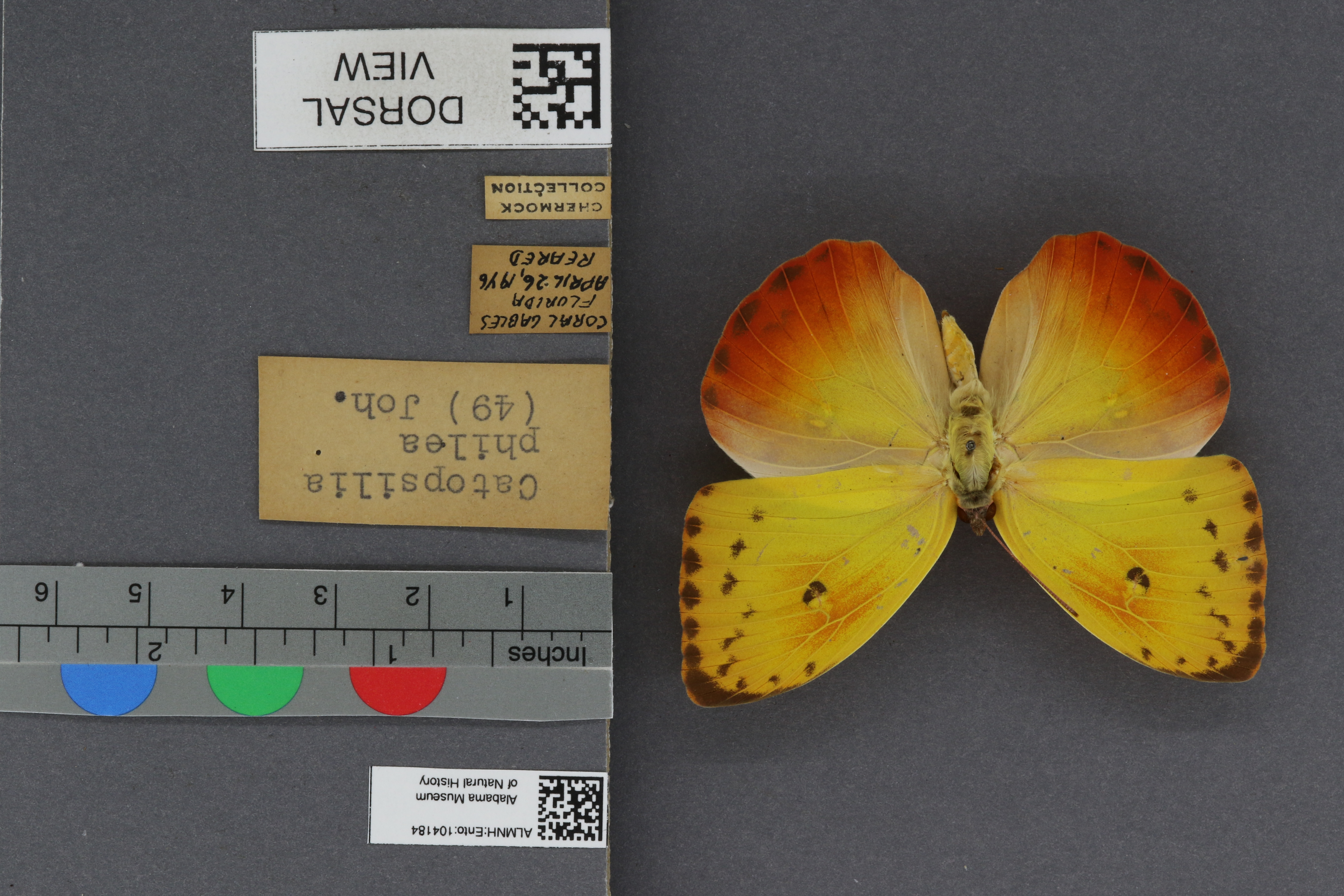 Specimen media