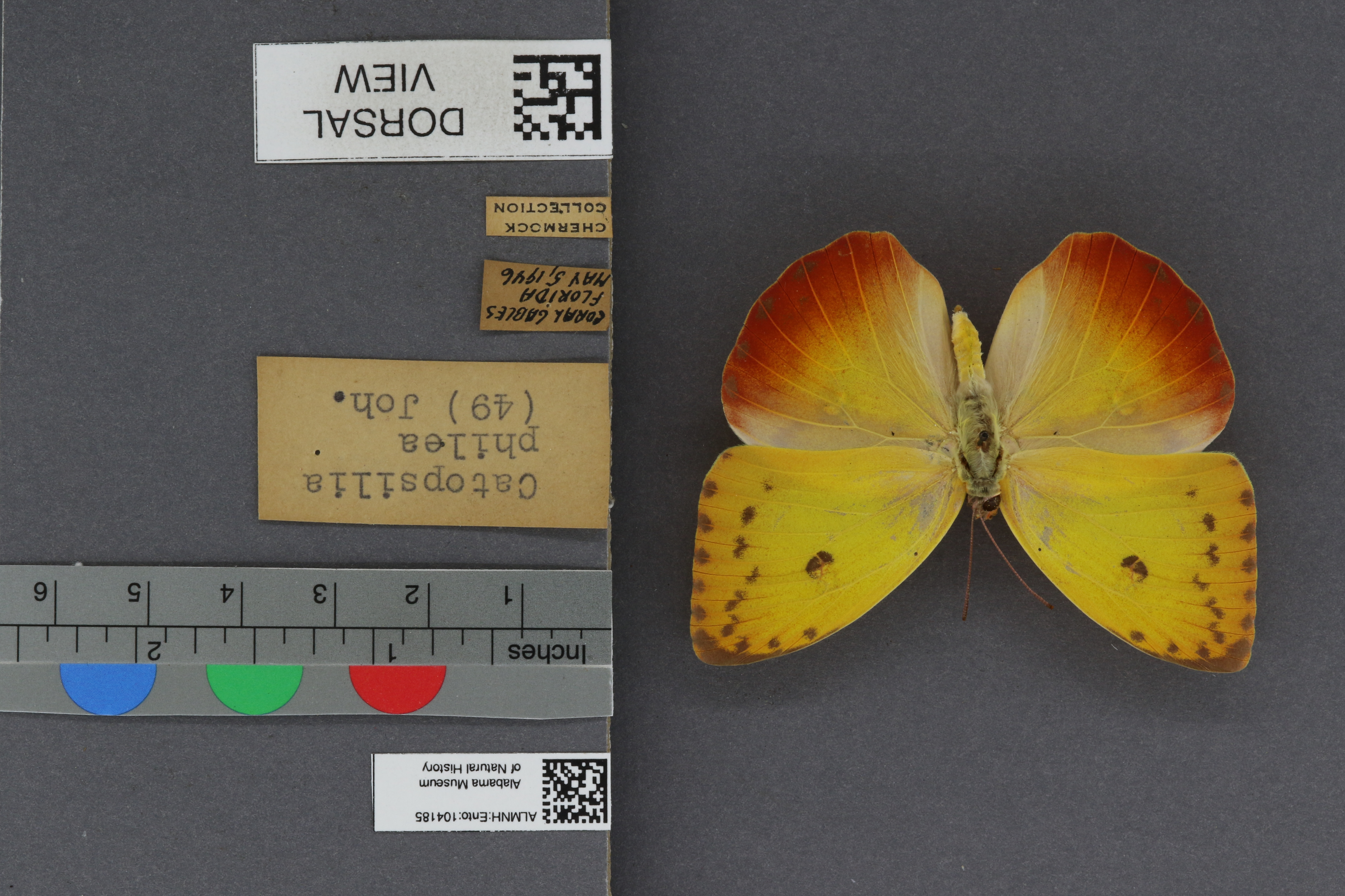 Specimen media