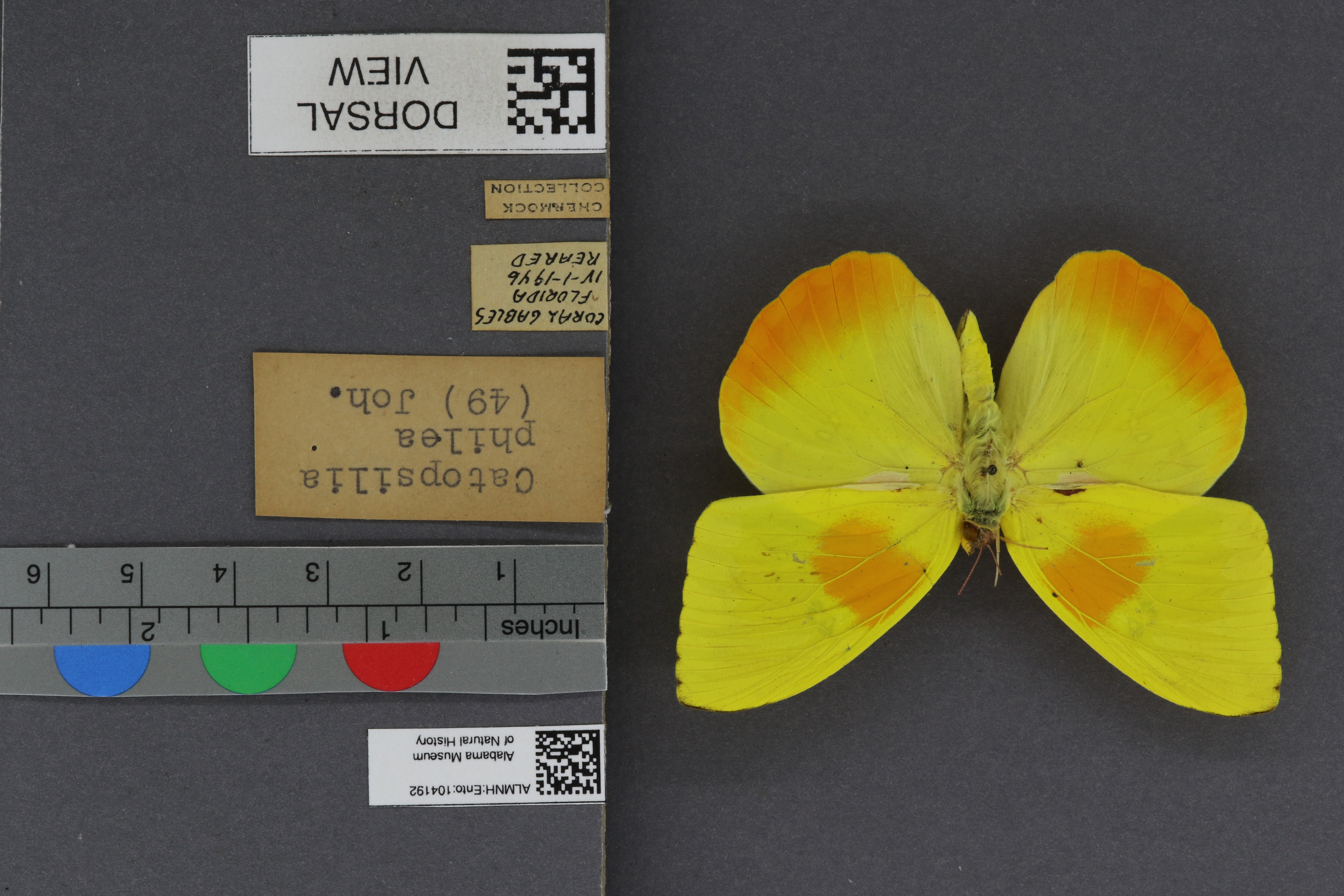 Specimen media