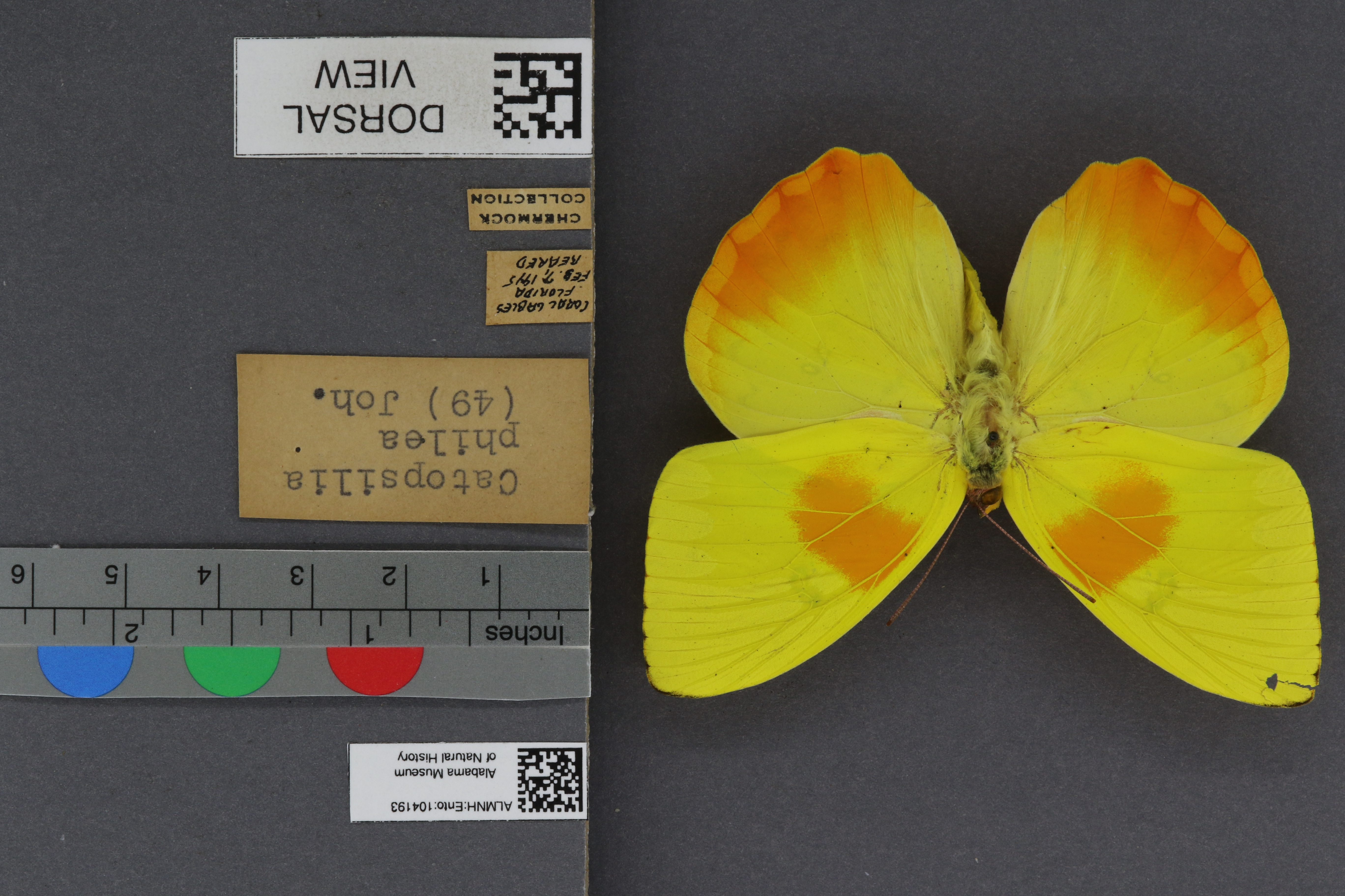 Specimen media