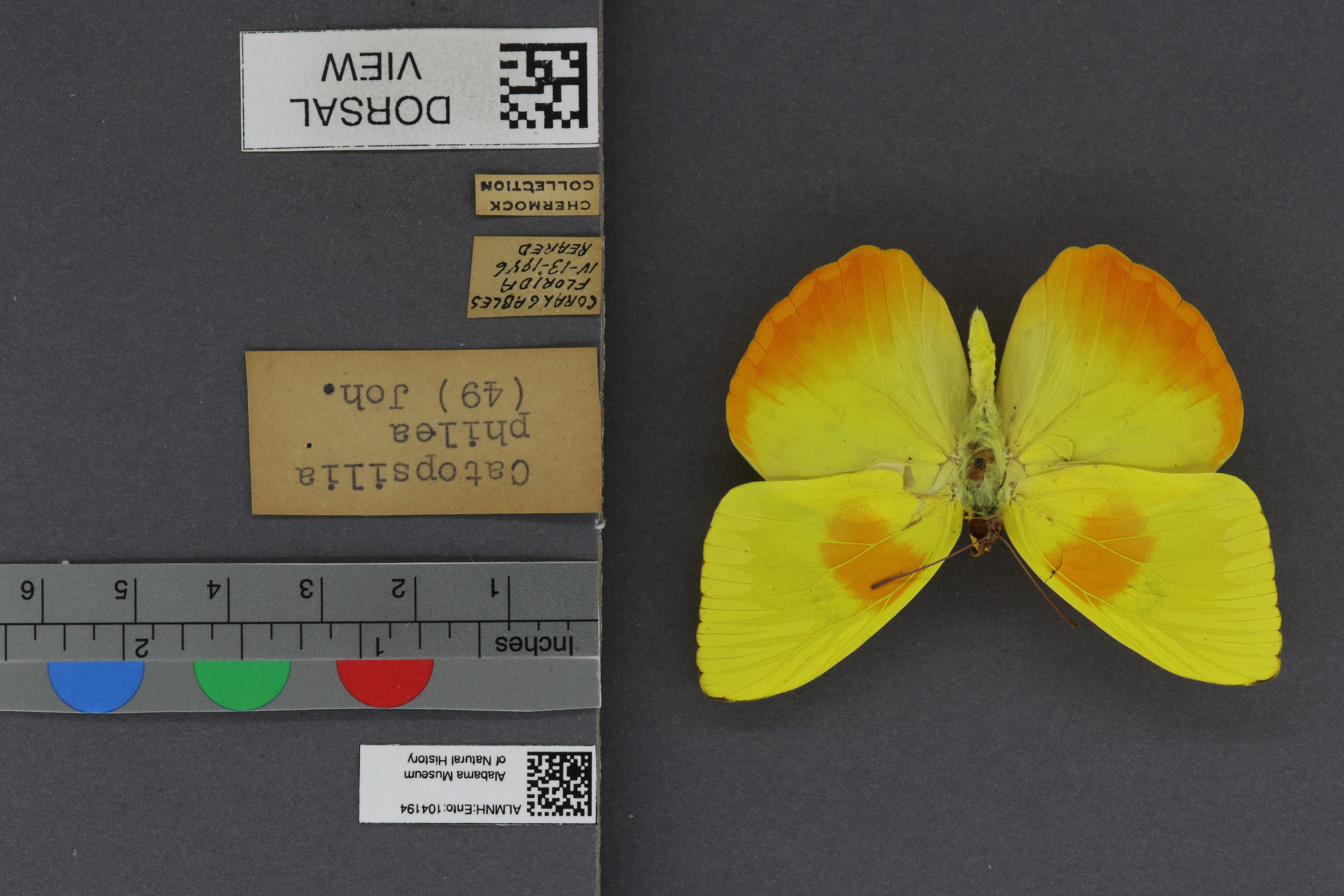 Specimen media