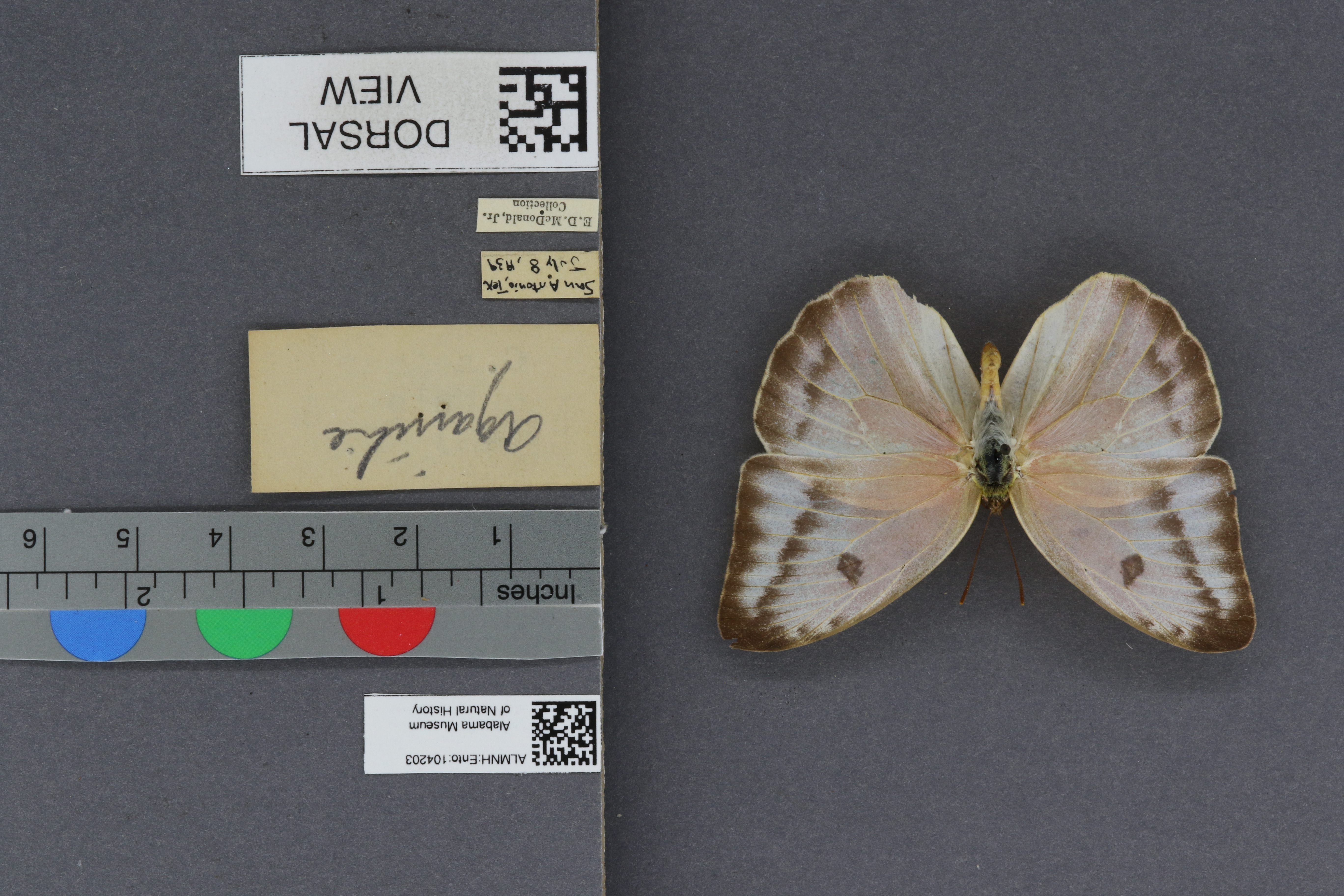 Specimen media
