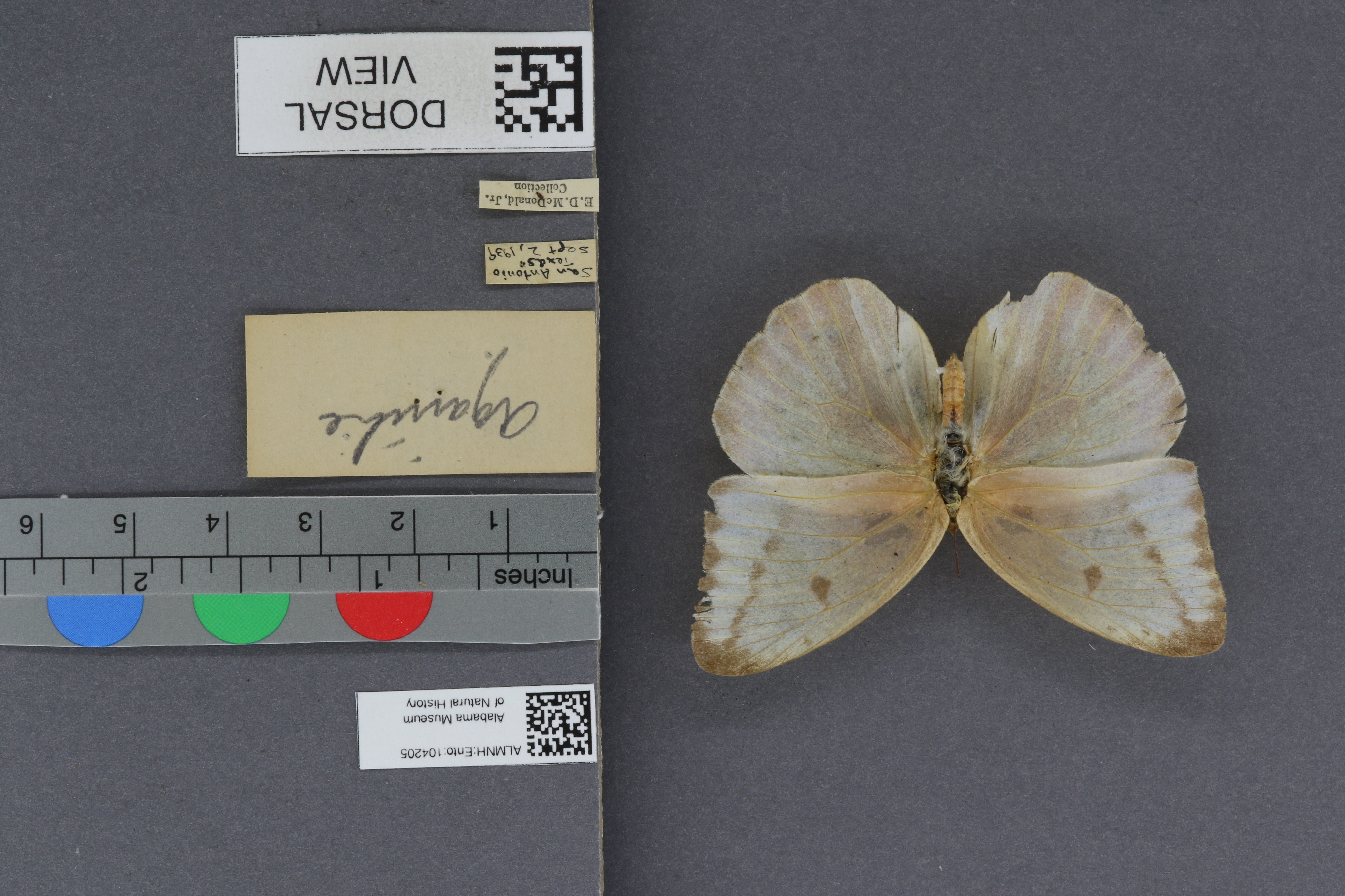 Specimen media