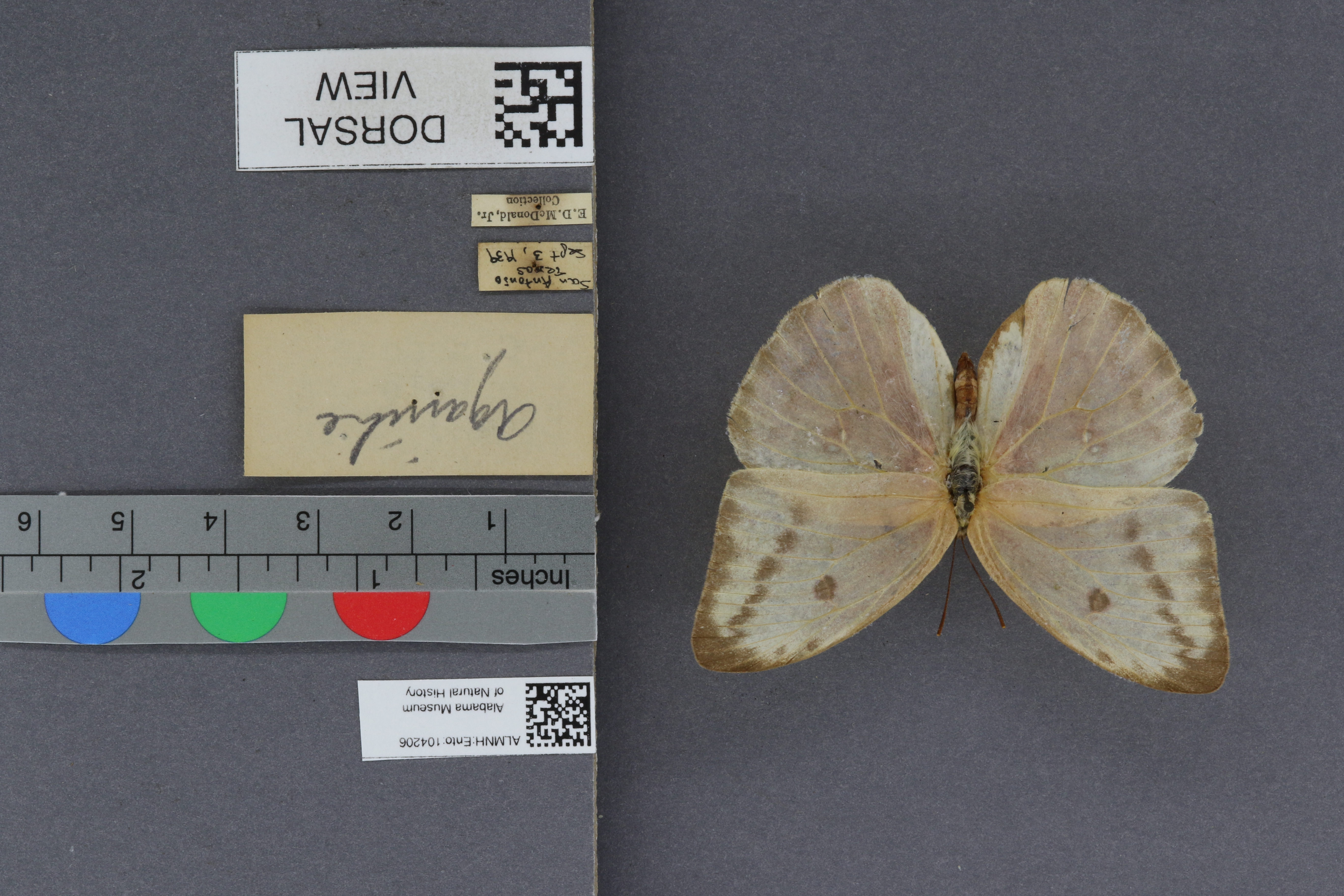 Specimen media
