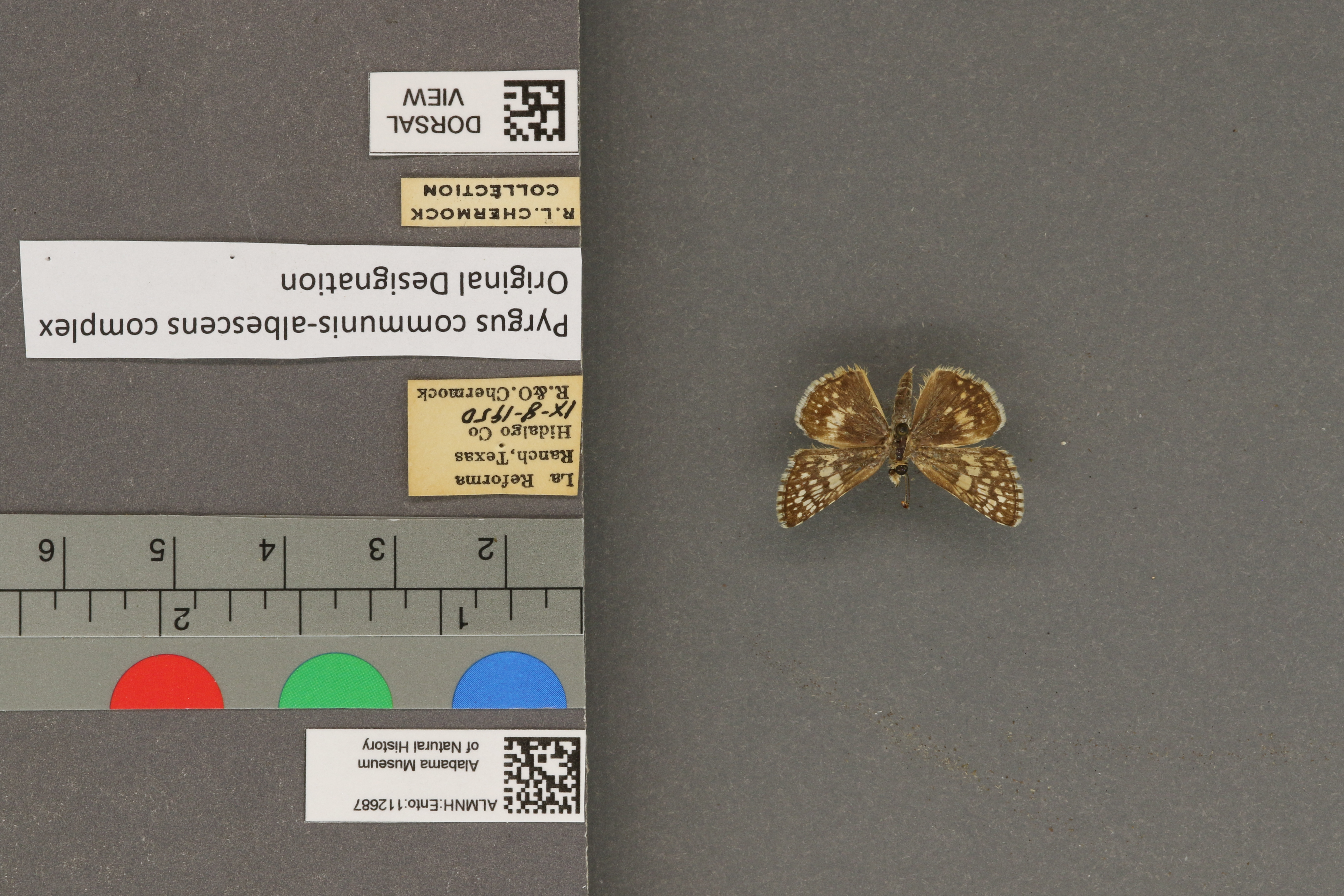Pyrgus communis