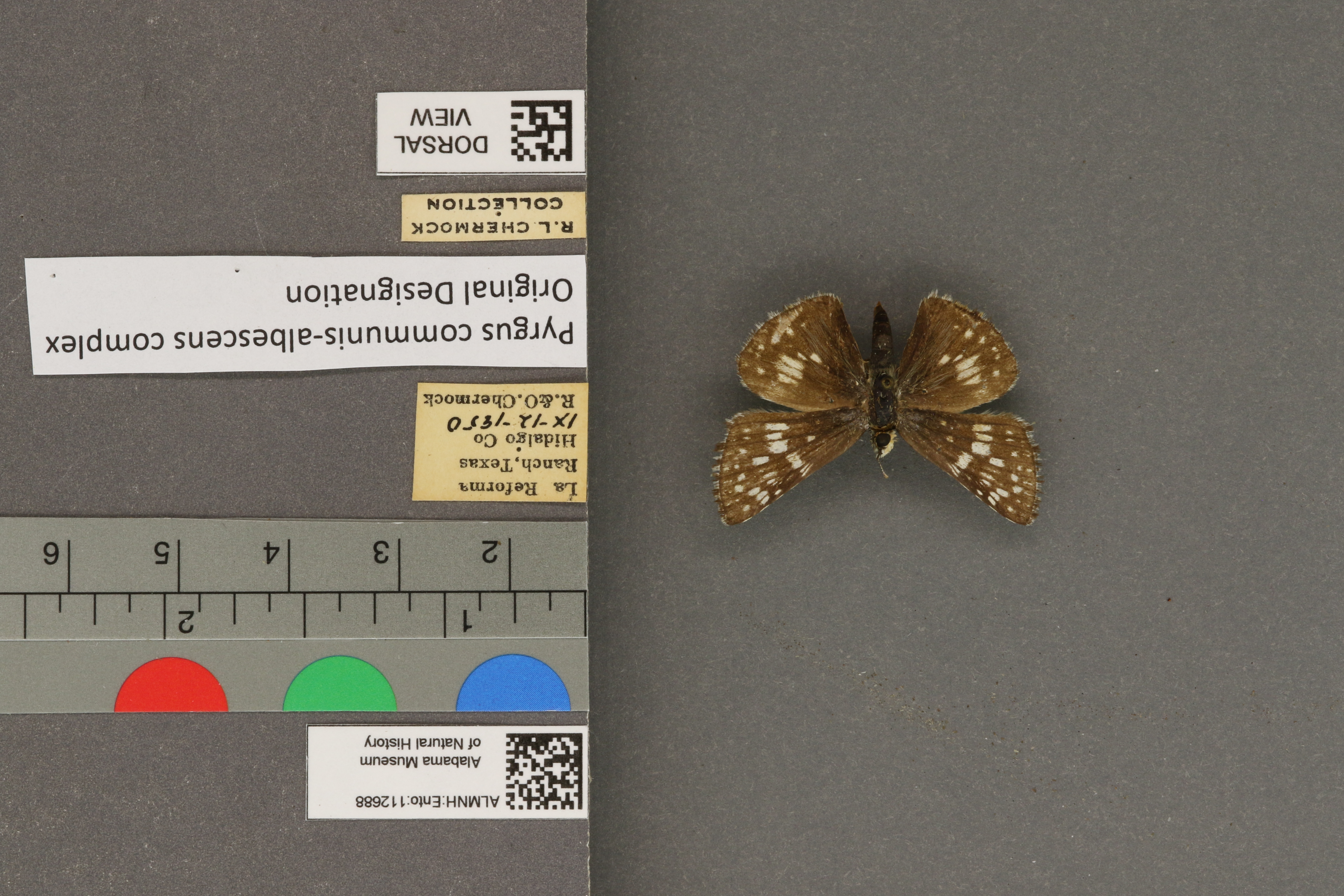 Pyrgus communis
