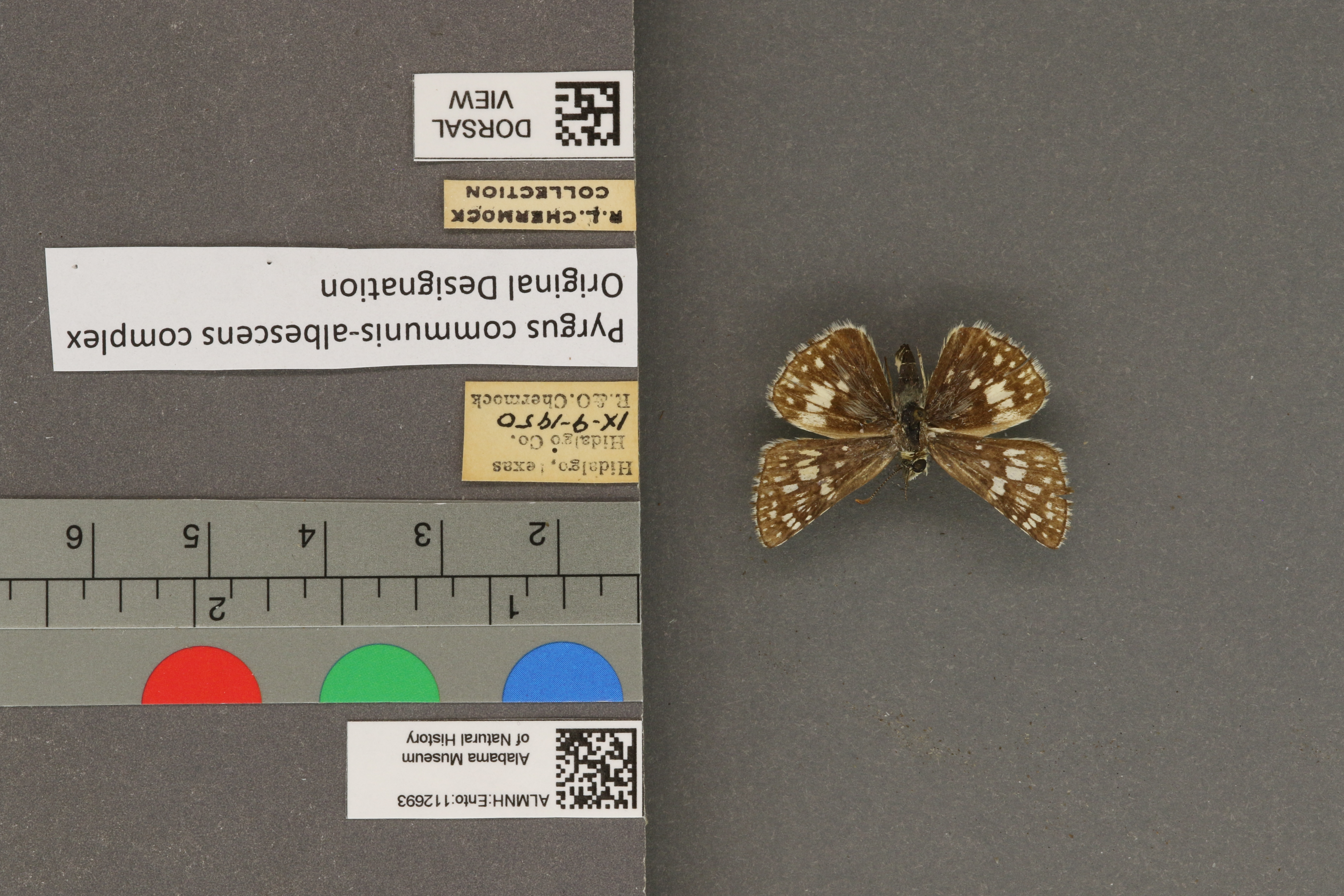 Pyrgus communis