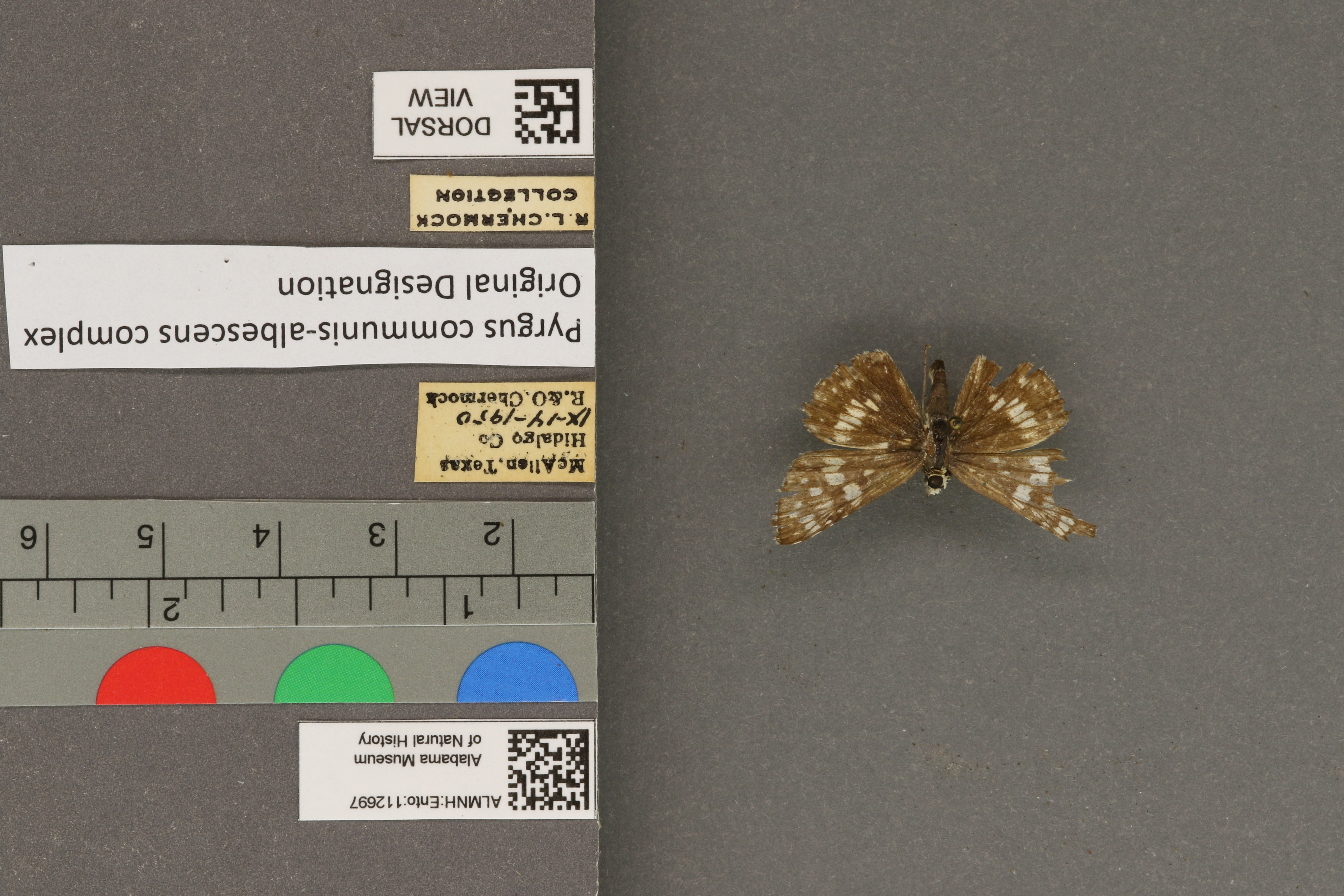 Pyrgus communis