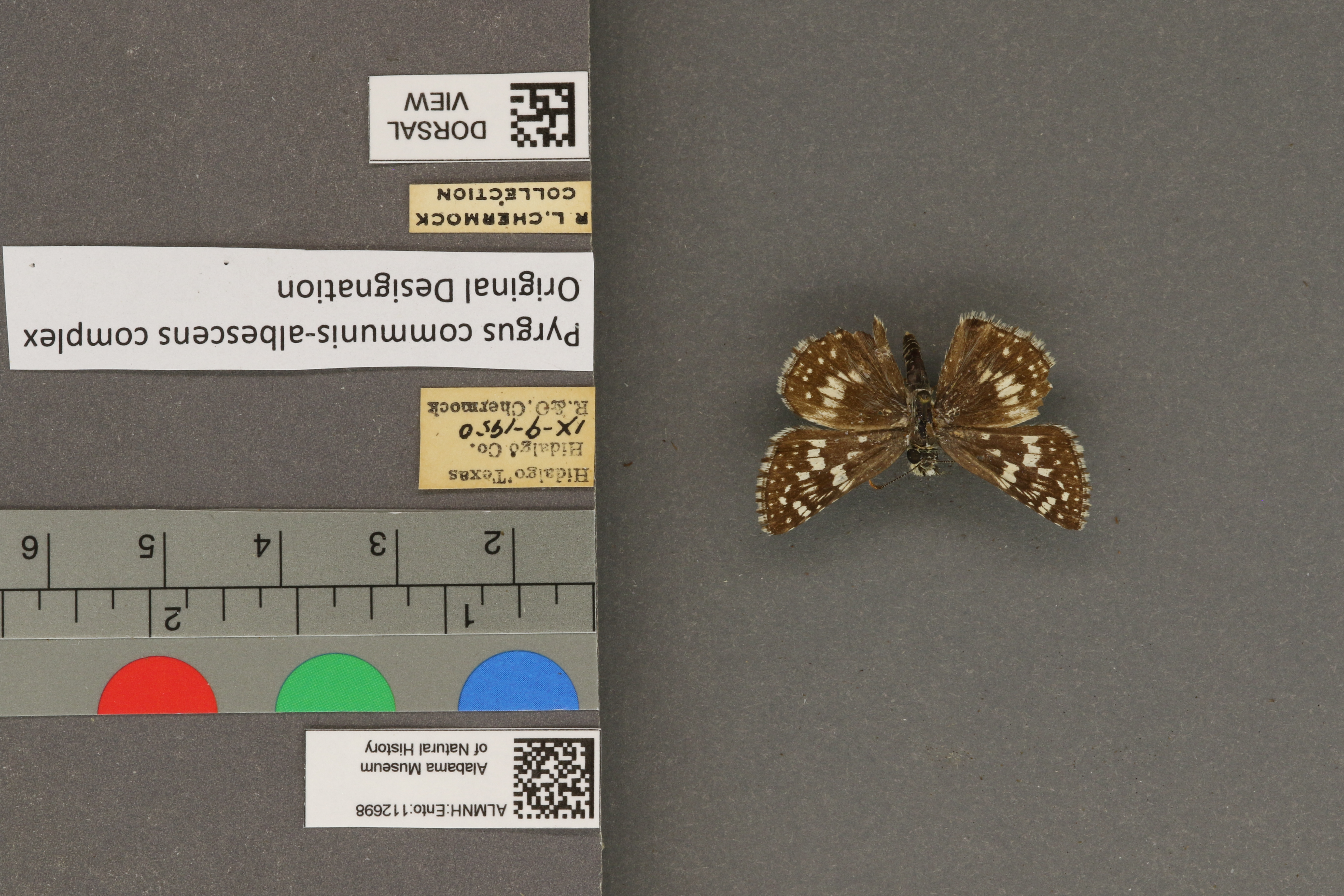 Pyrgus communis