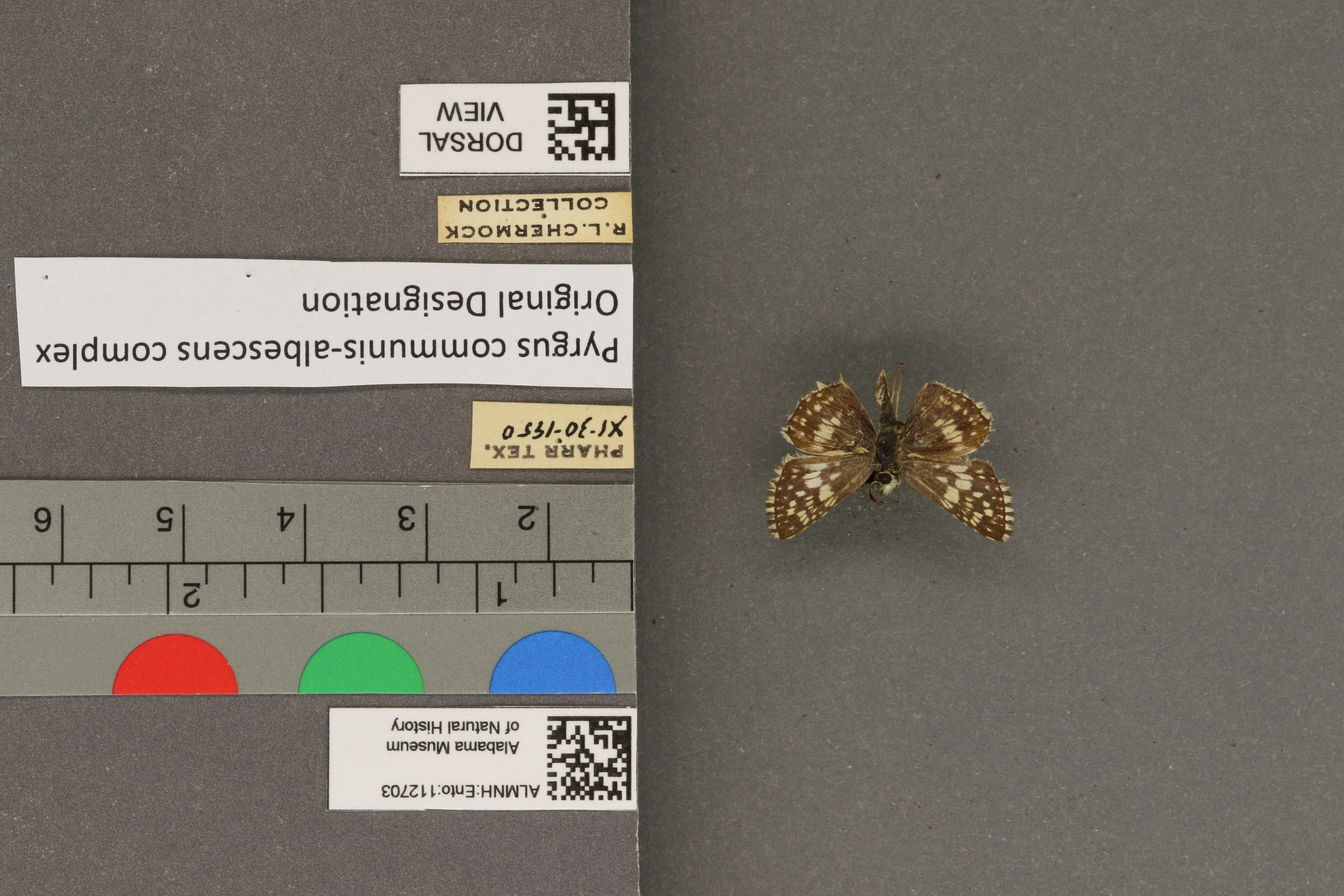 Pyrgus communis