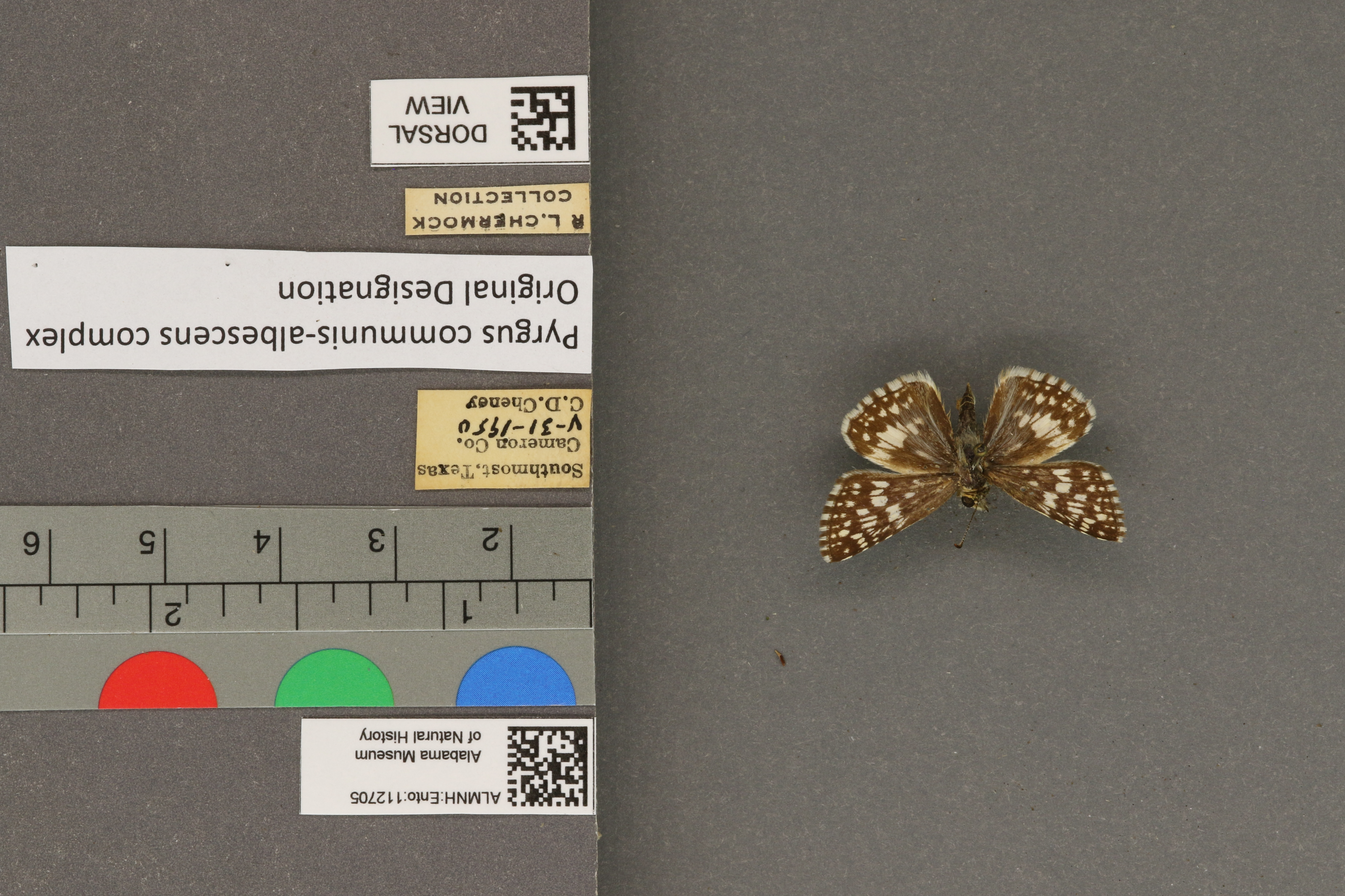 Pyrgus communis