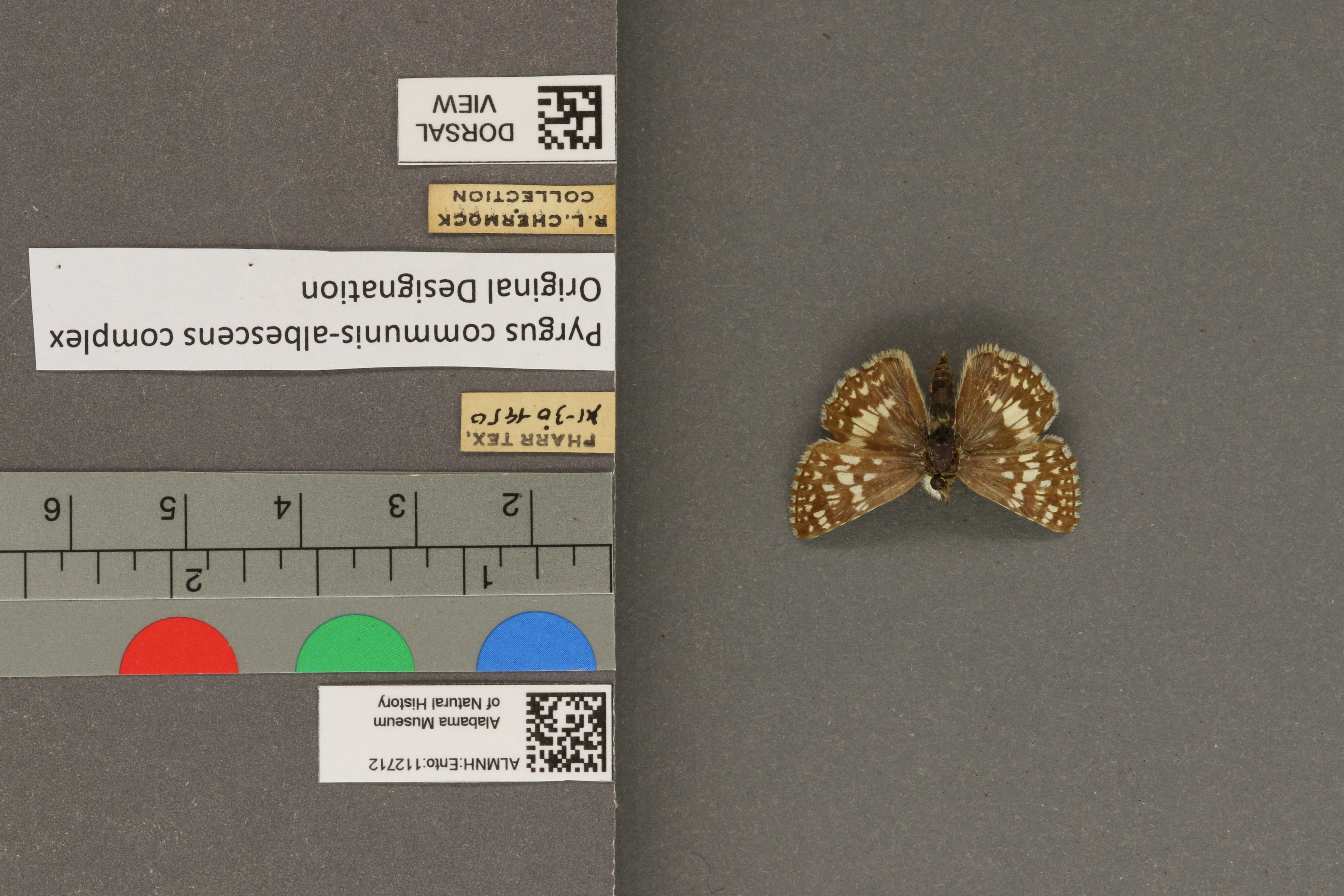 Pyrgus communis