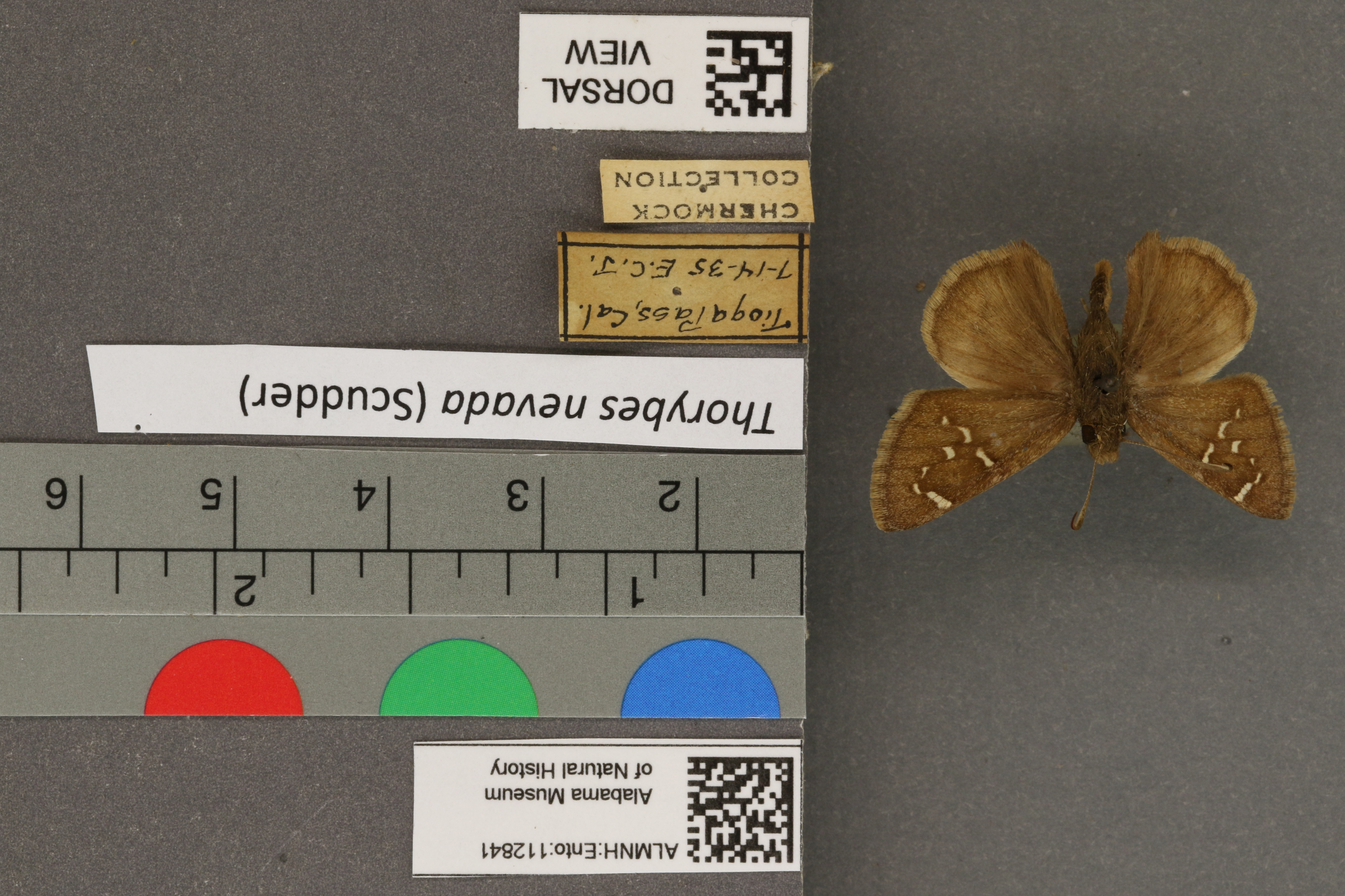 Specimen media