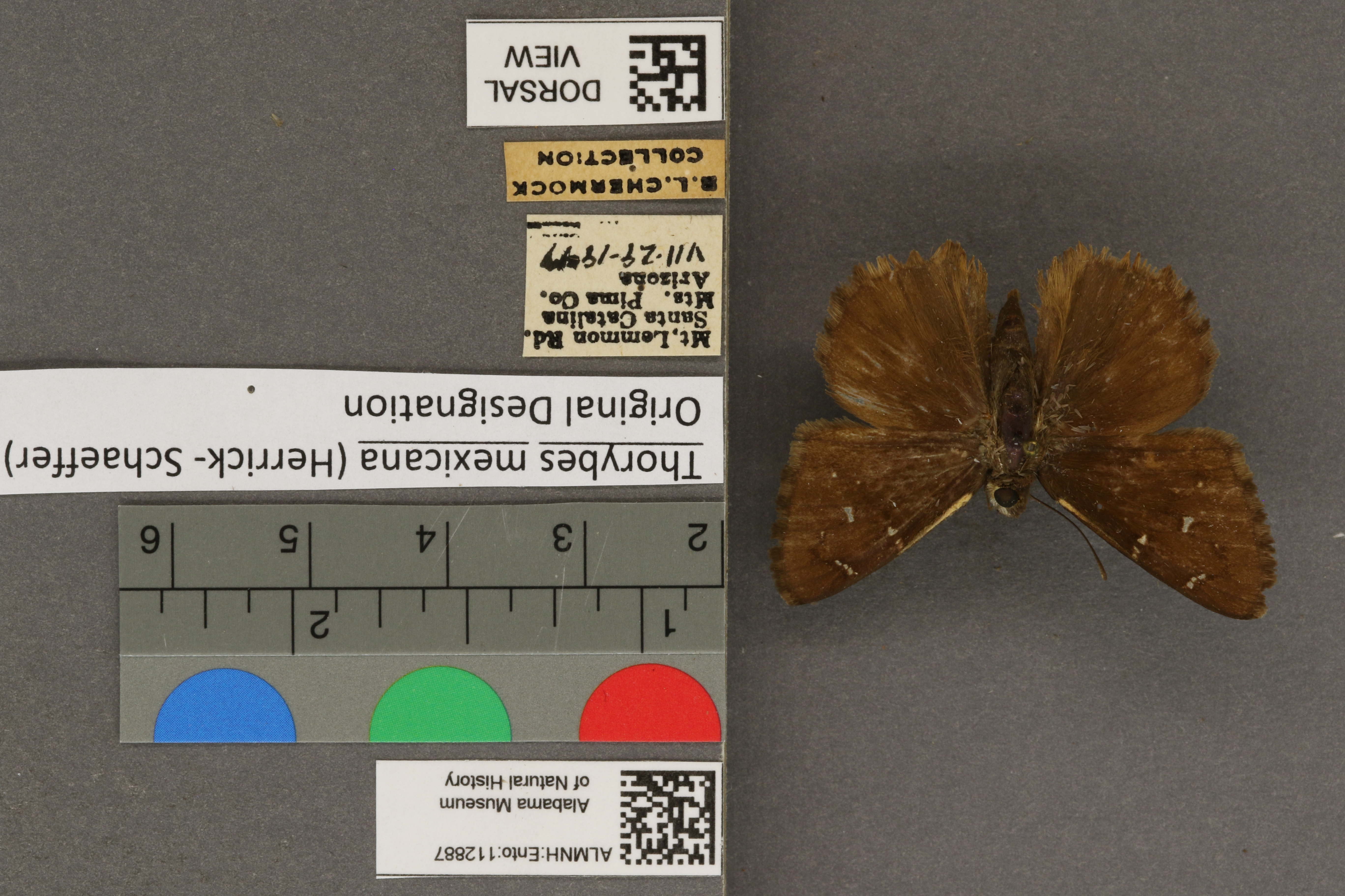 Thorybes mexicana
