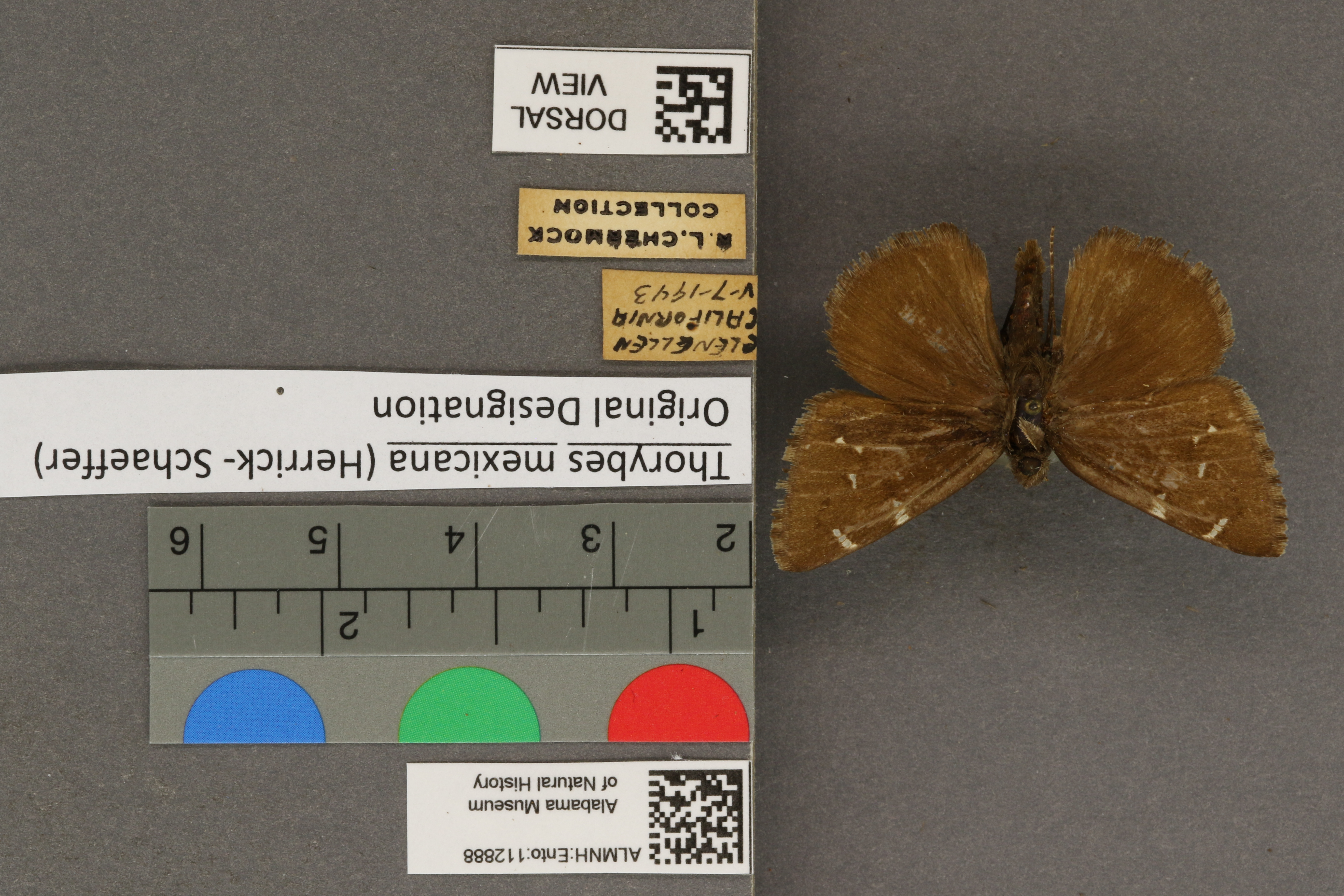 Thorybes mexicana