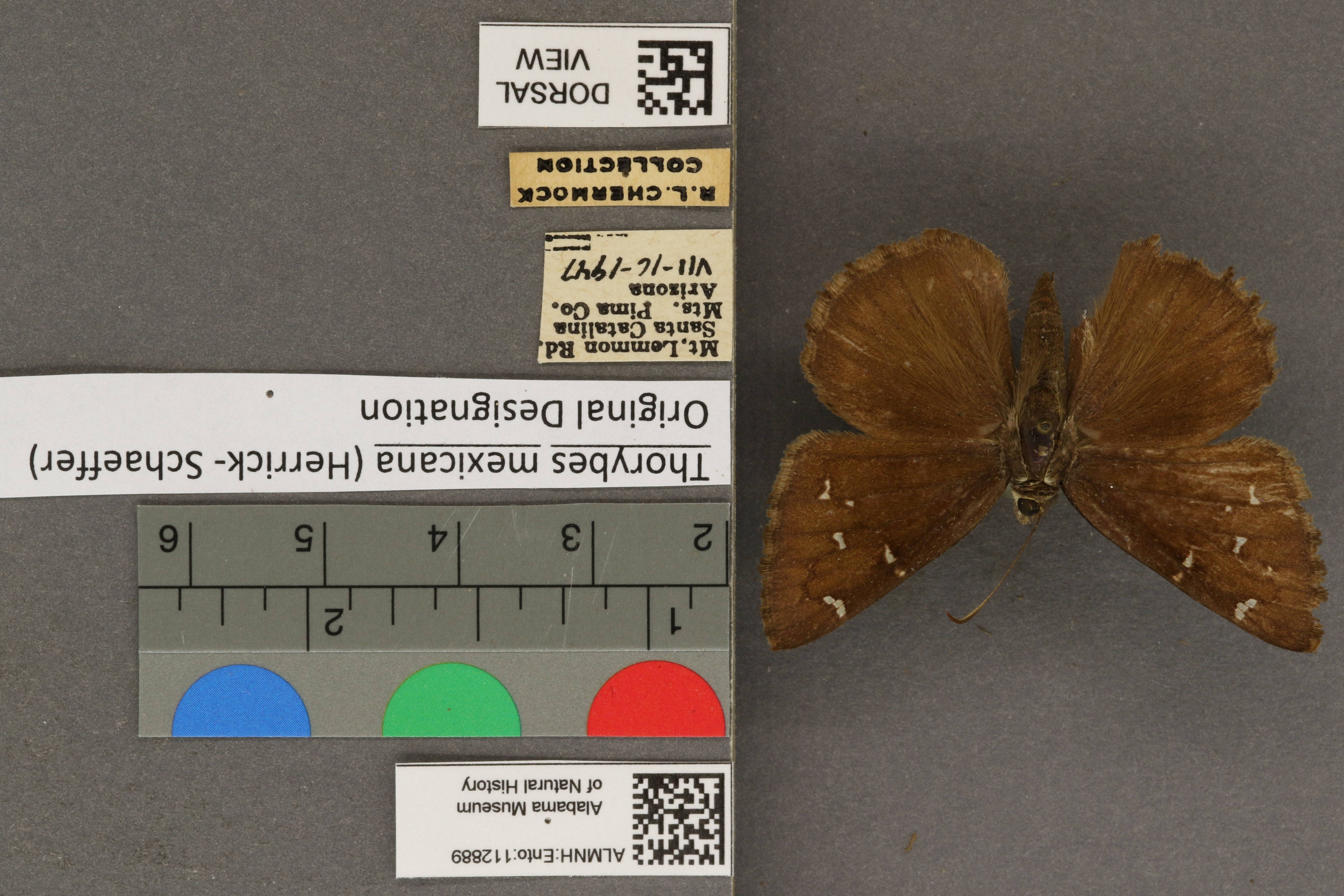 Thorybes mexicana