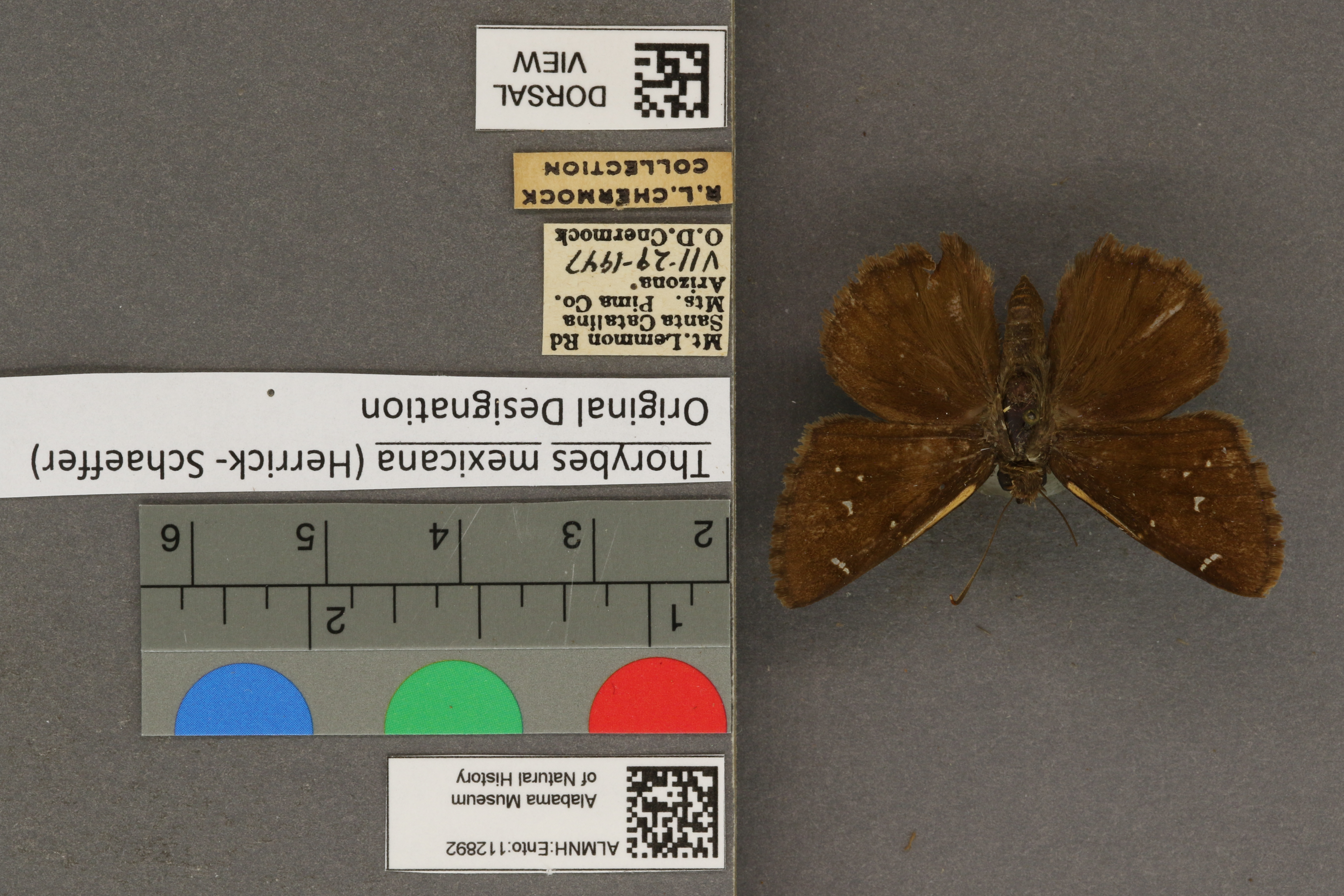 Thorybes mexicana