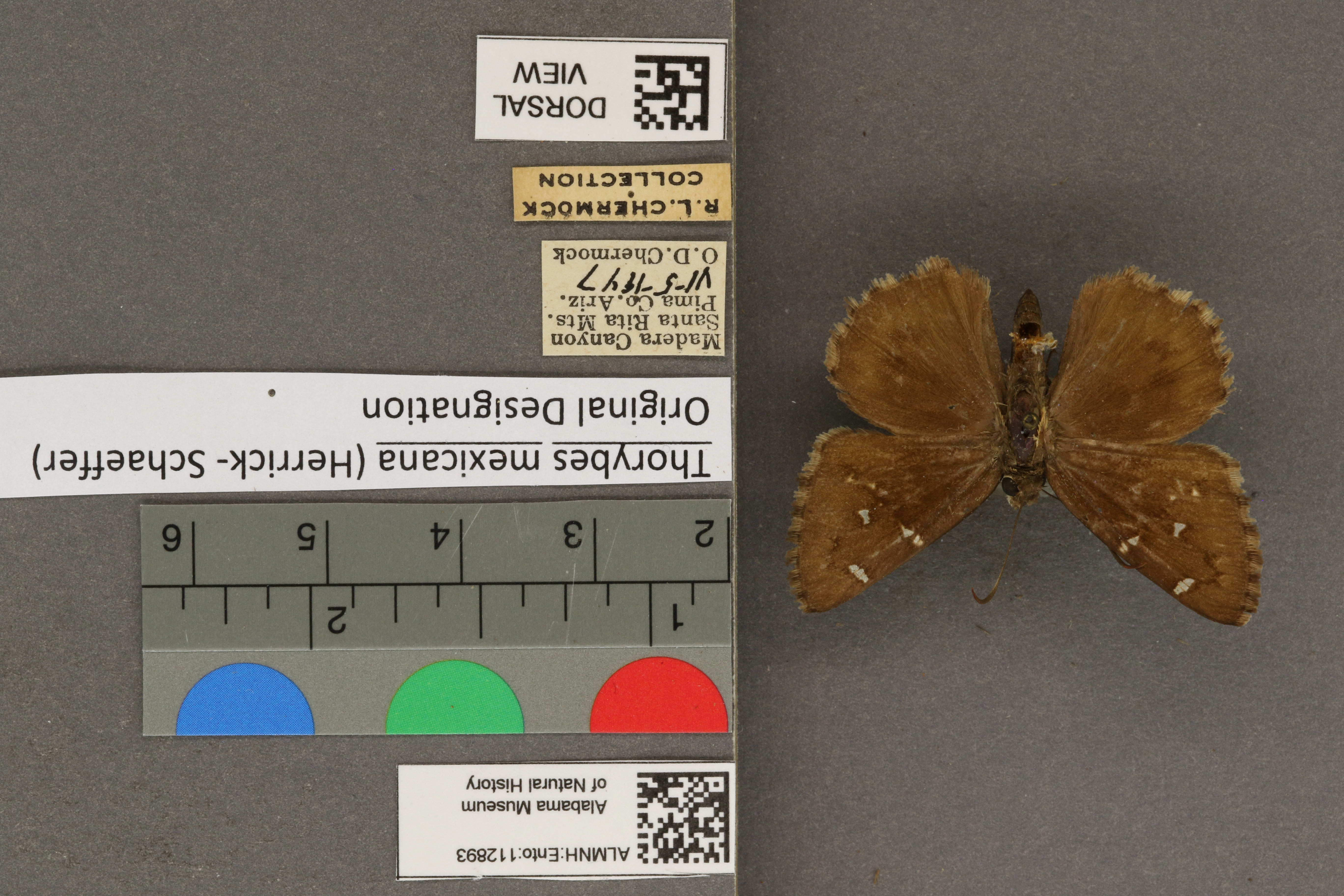 Thorybes mexicana
