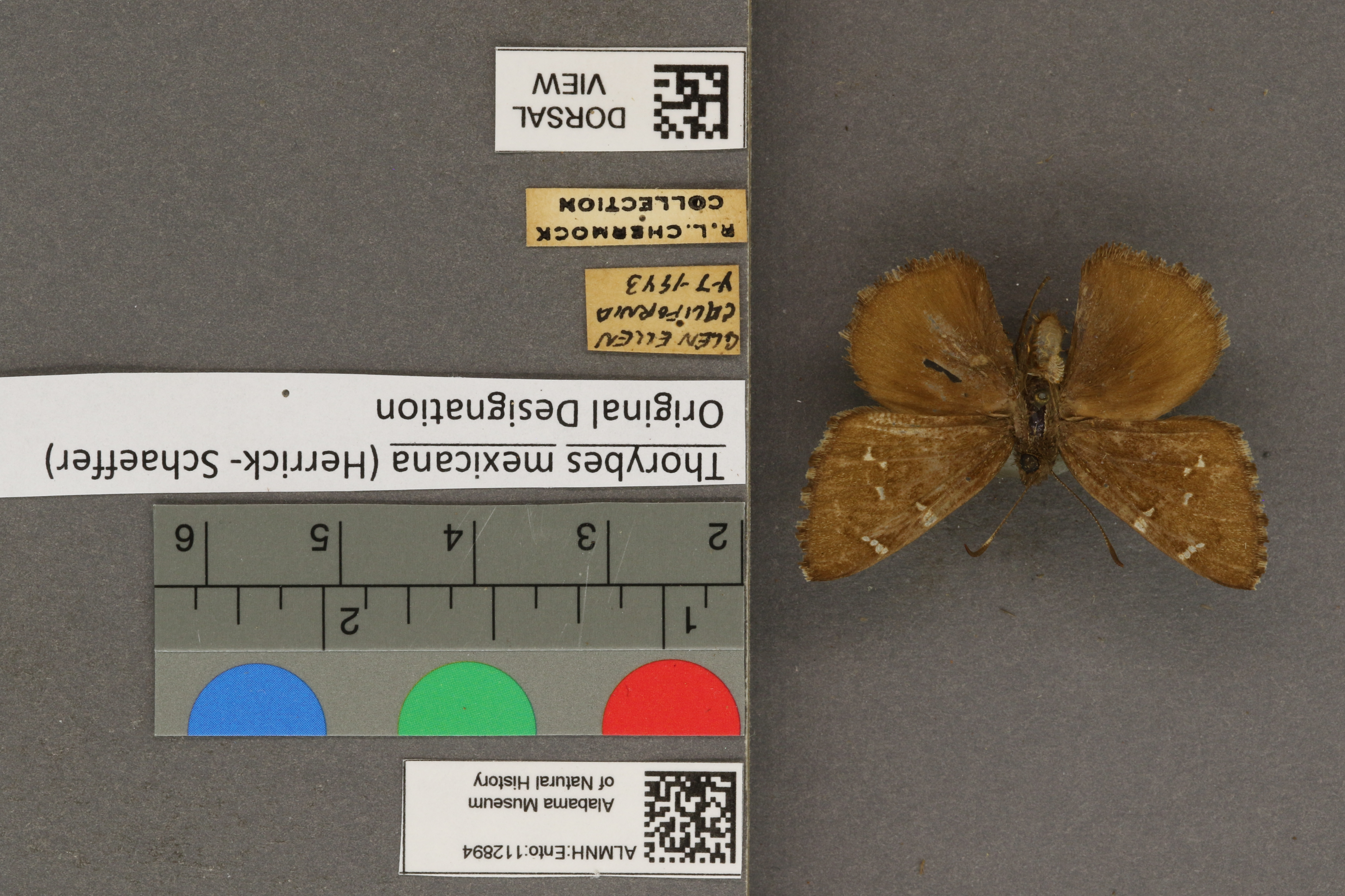 Thorybes mexicana