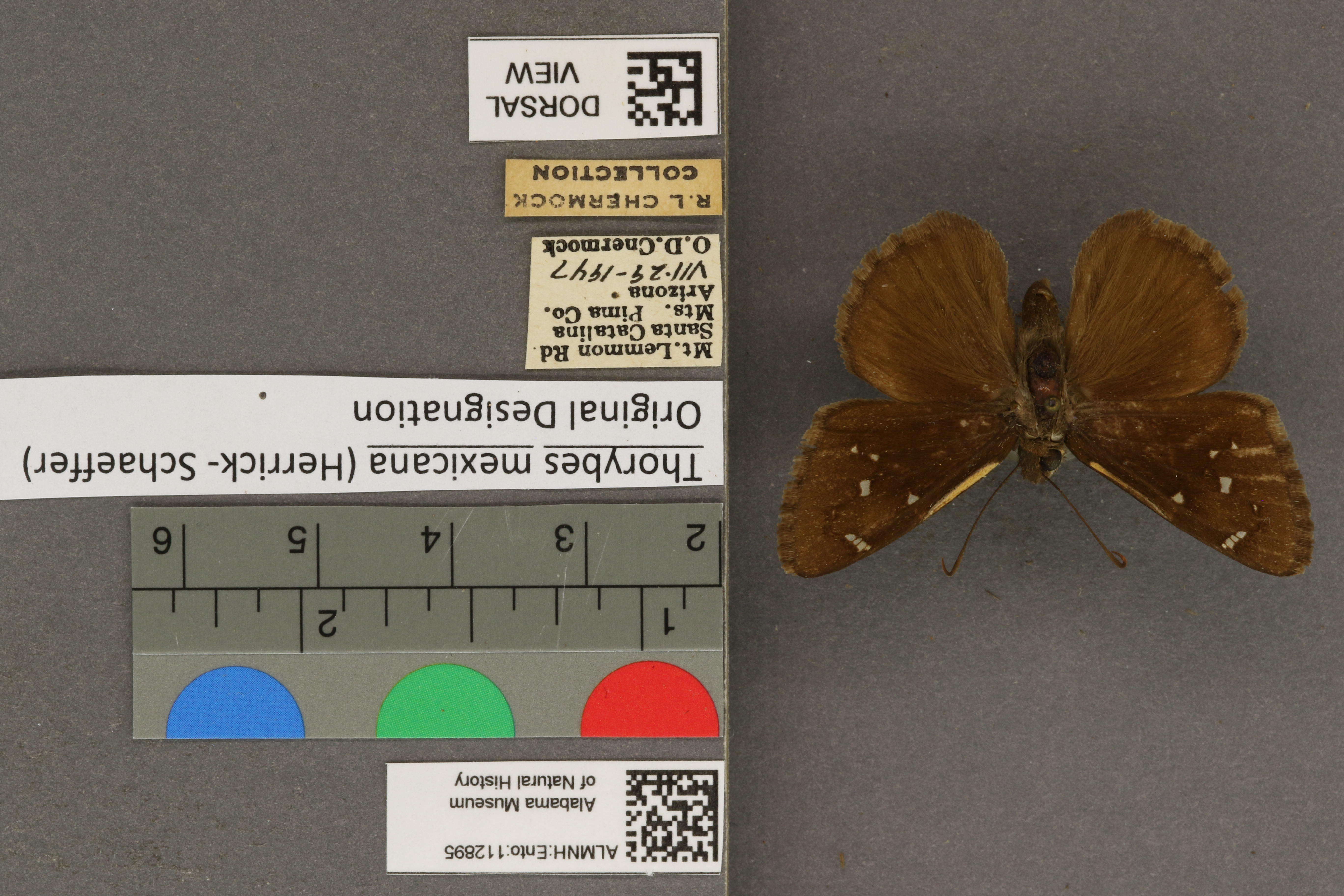Thorybes mexicana