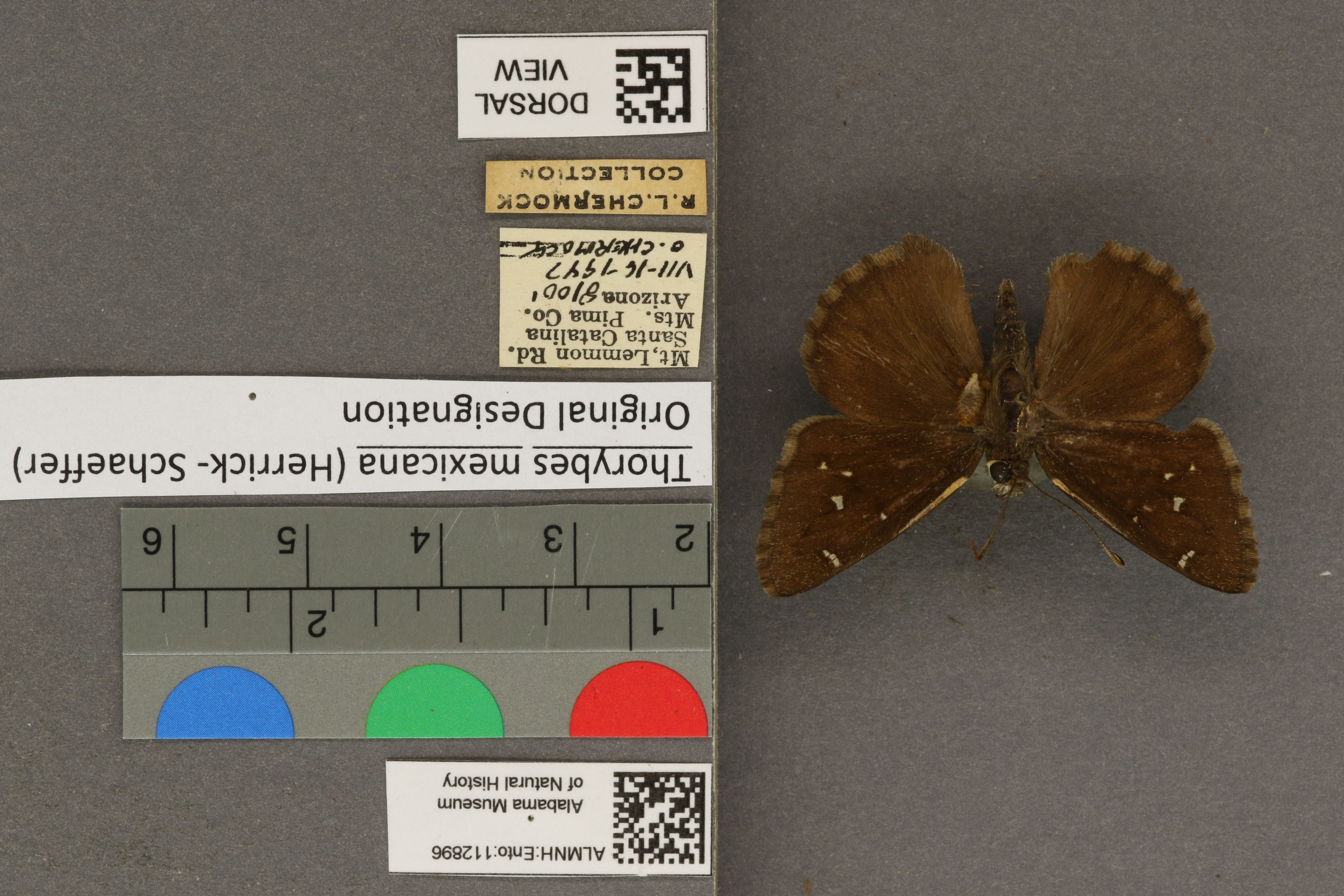 Thorybes mexicana