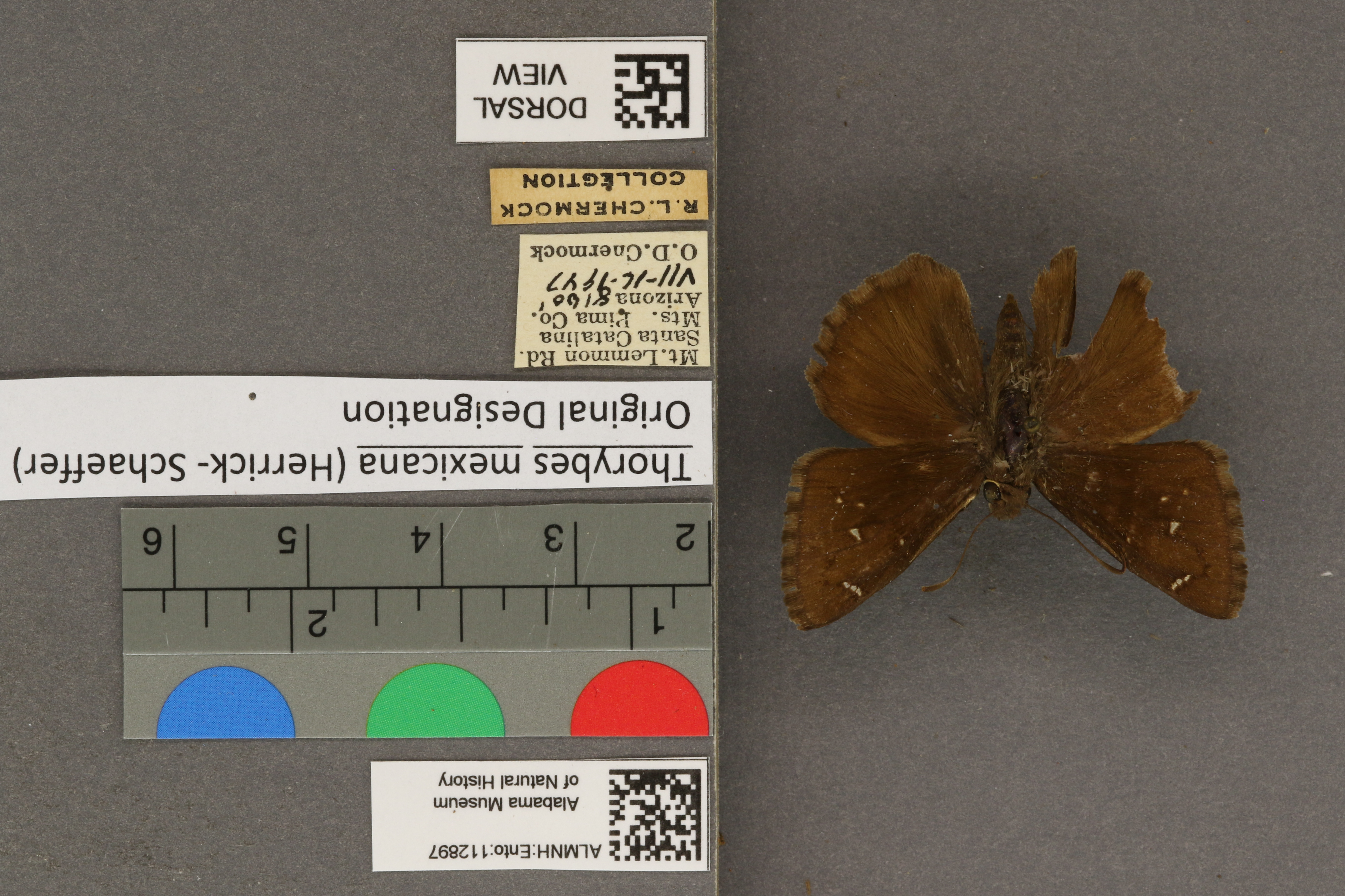 Thorybes mexicana