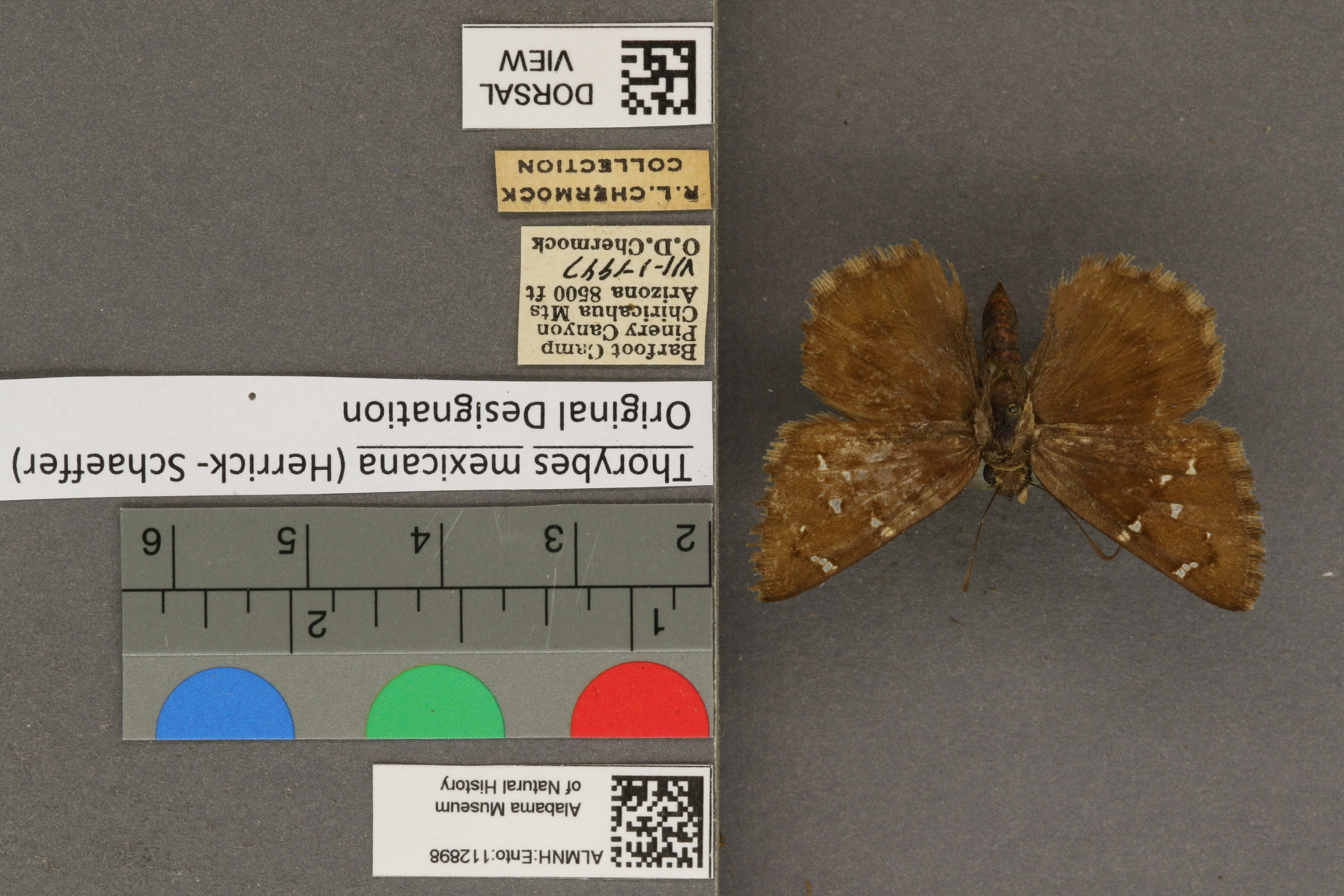Thorybes mexicana