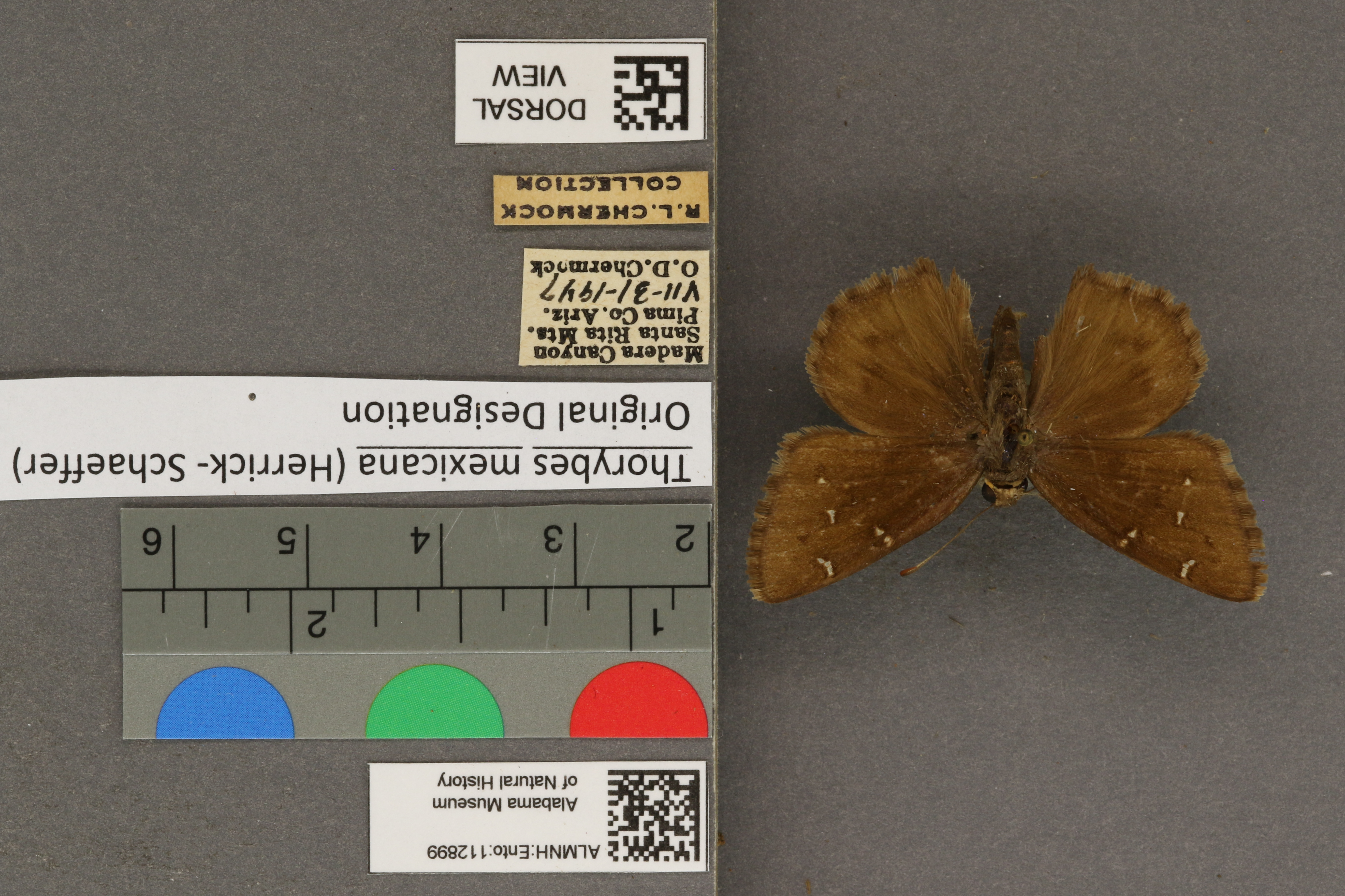 Thorybes mexicana