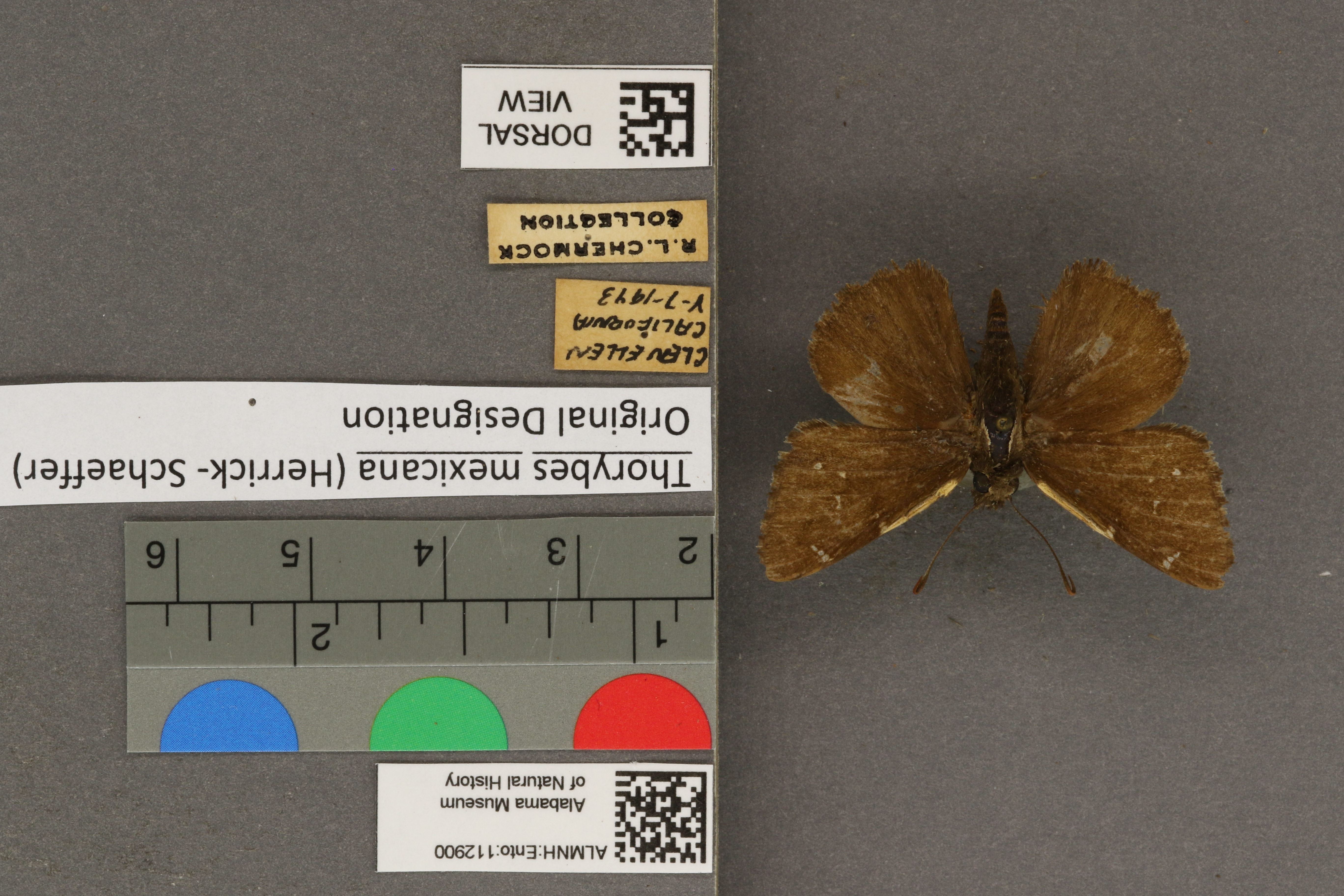 Thorybes mexicana