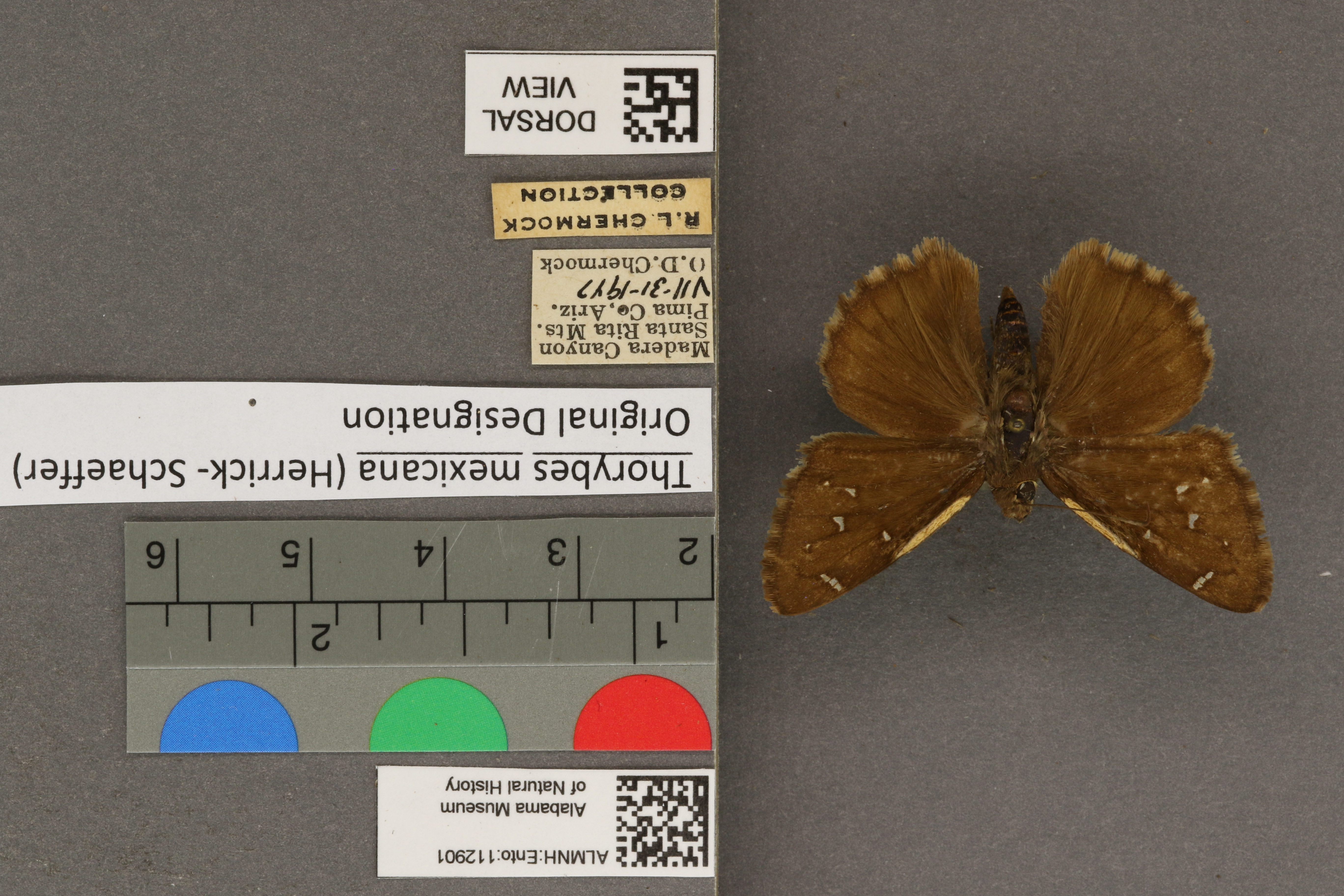 Thorybes mexicana