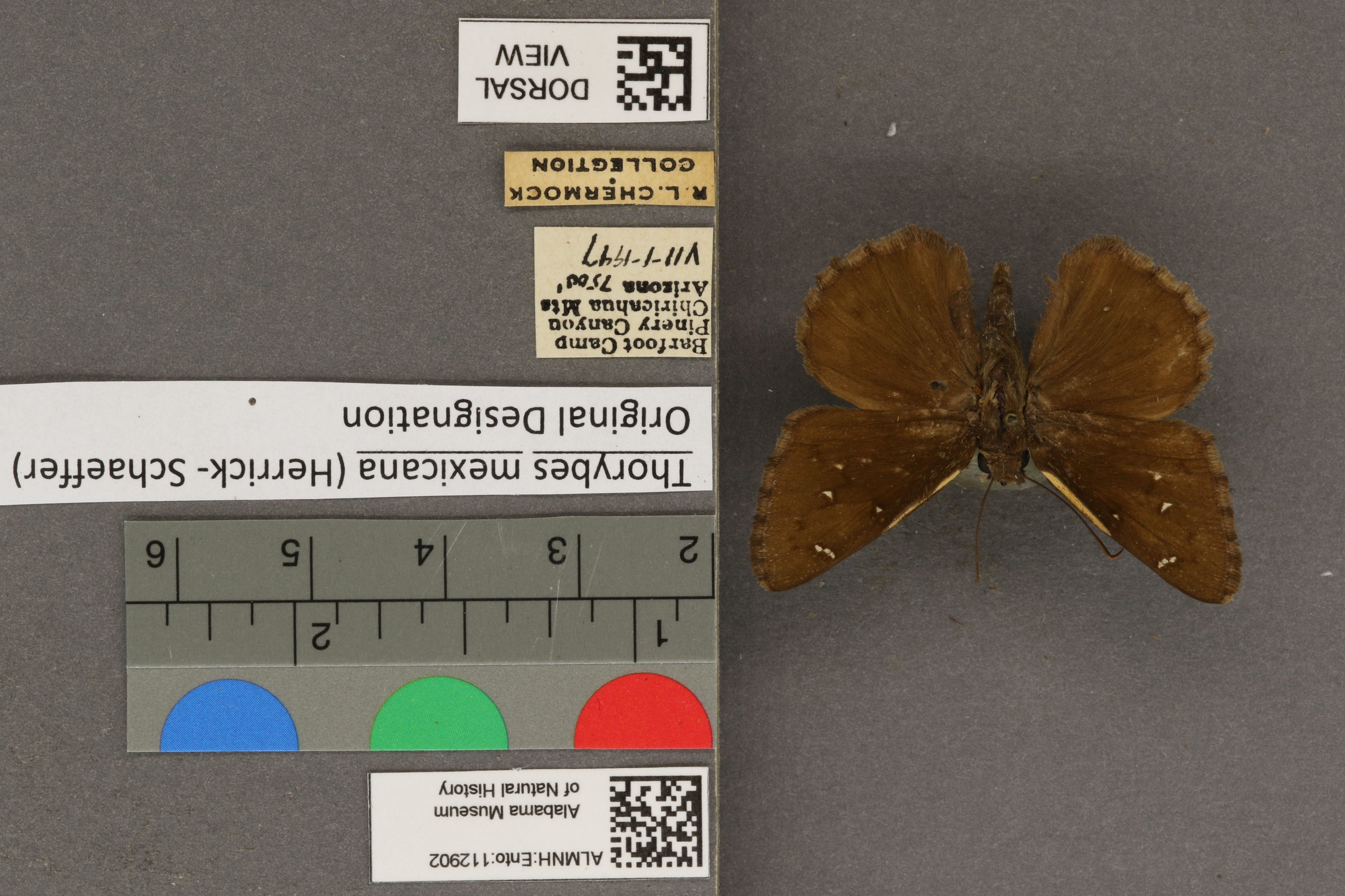 Thorybes mexicana