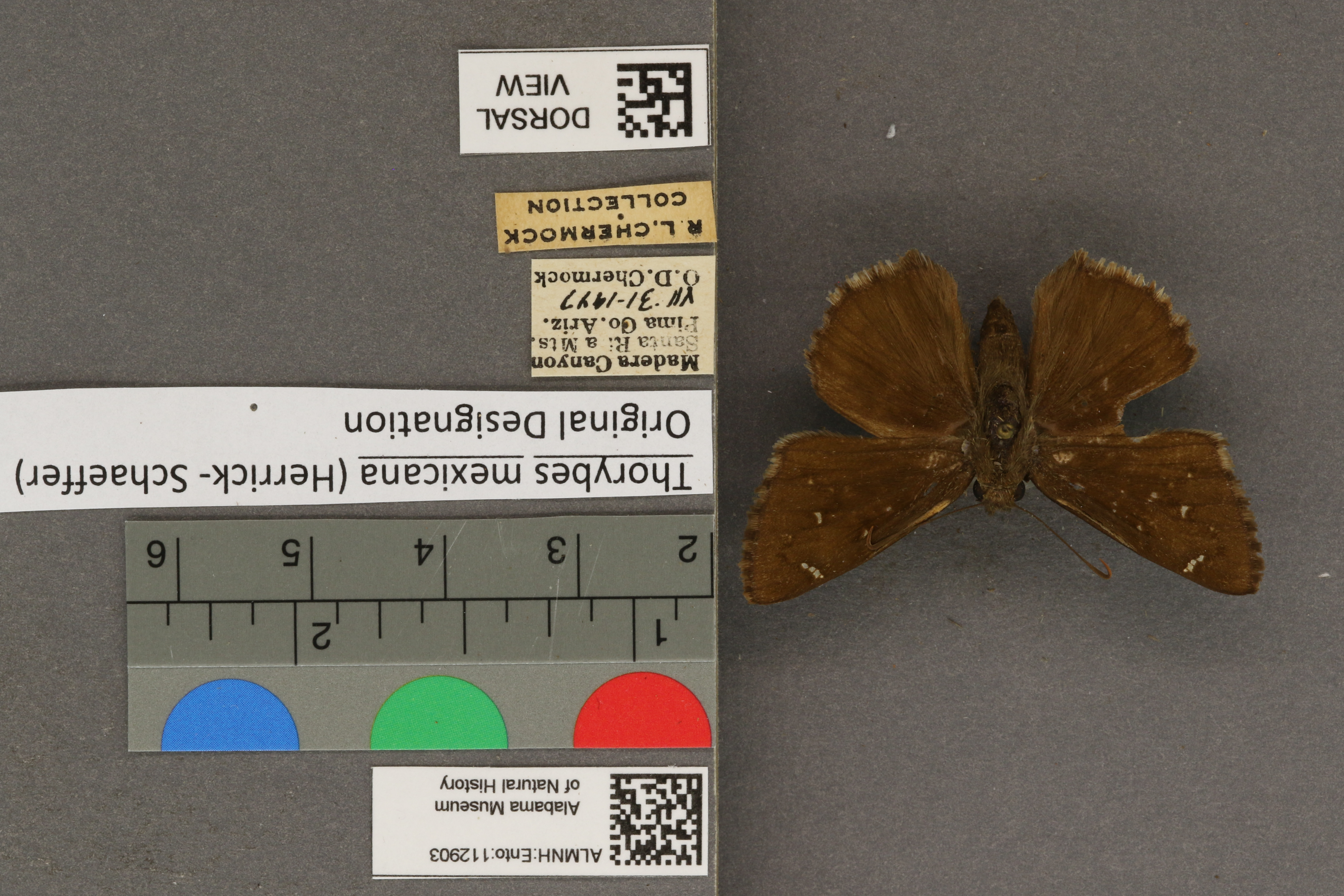 Thorybes mexicana