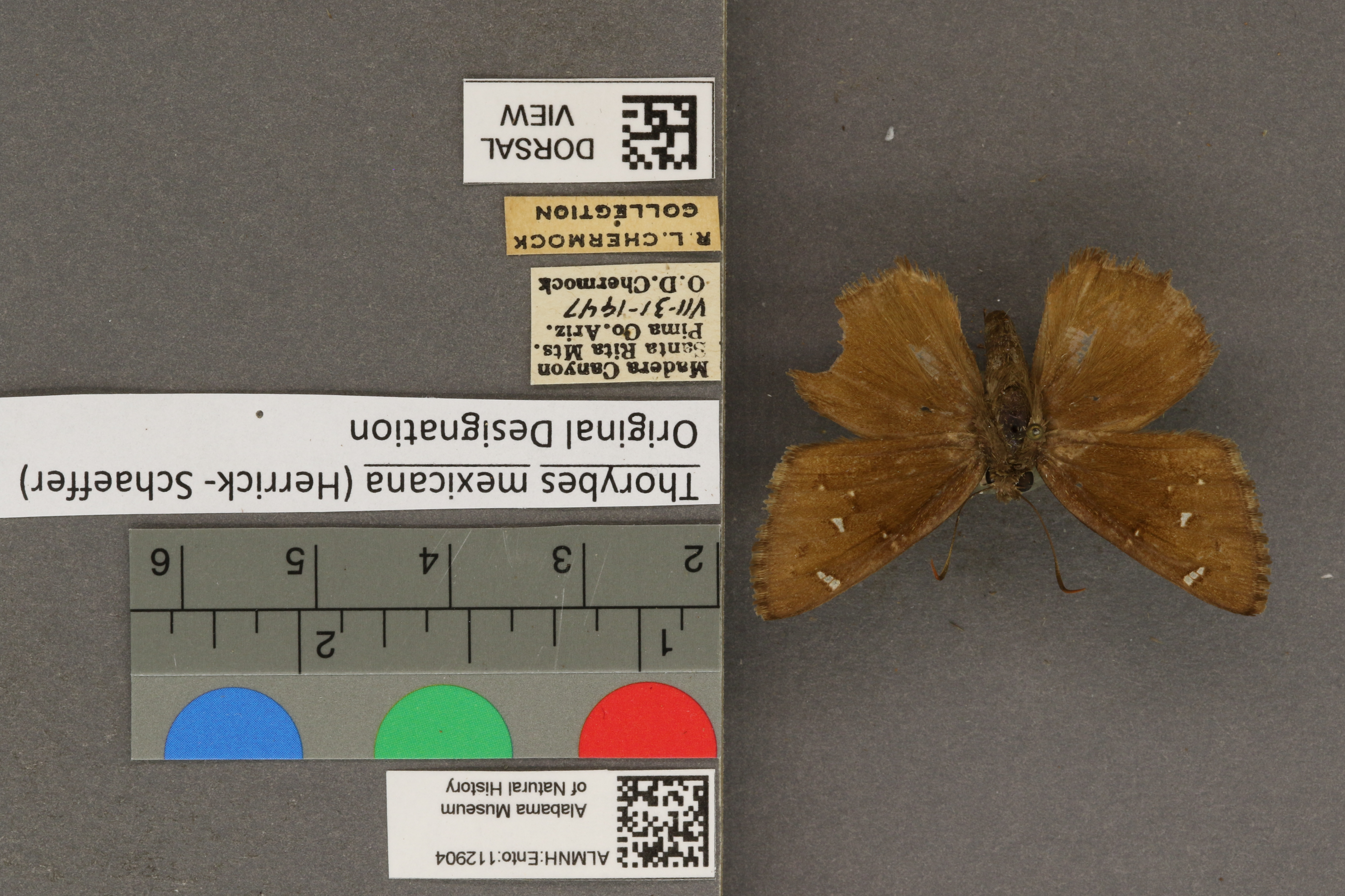 Thorybes mexicana