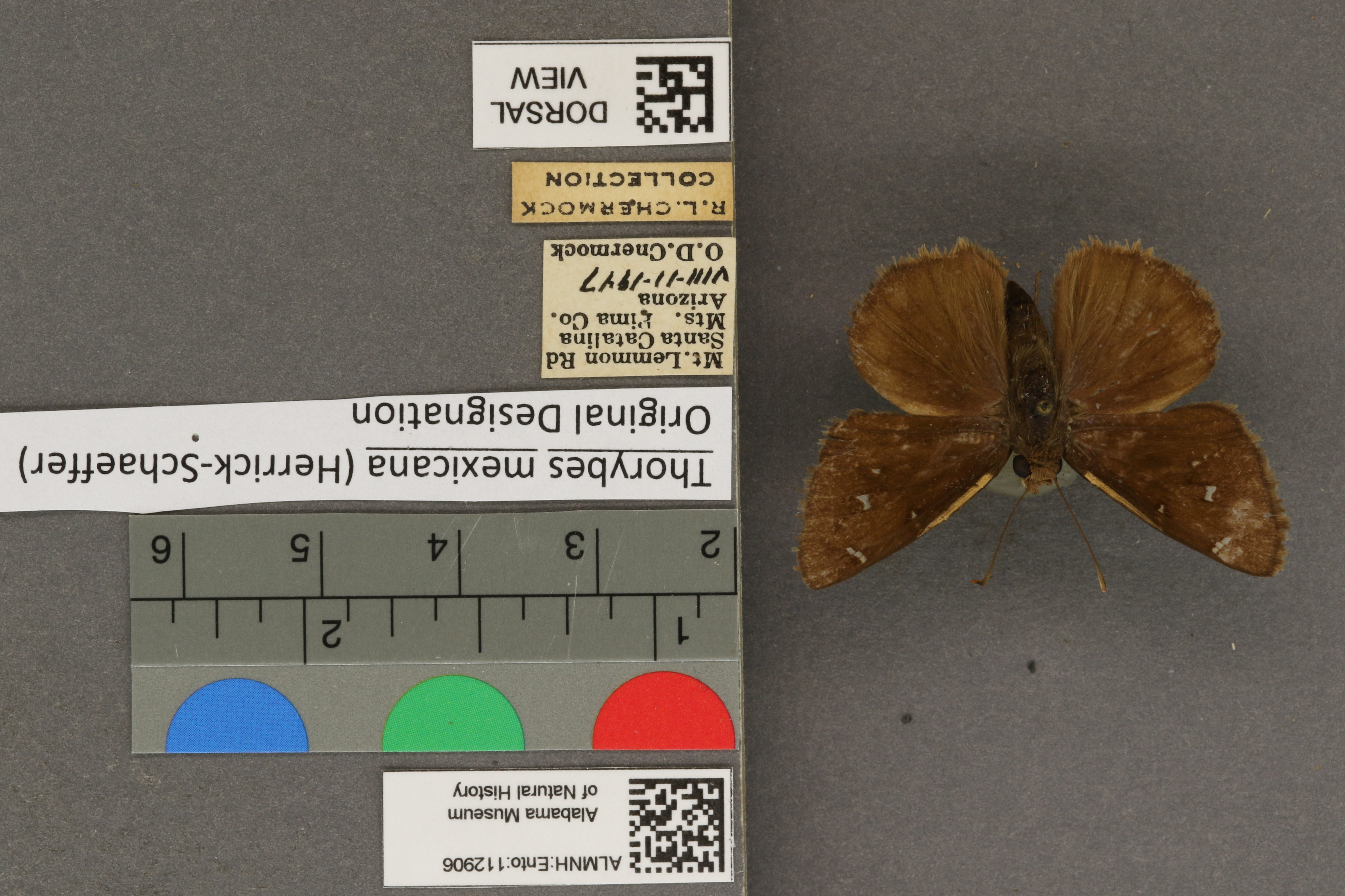 Thorybes mexicana