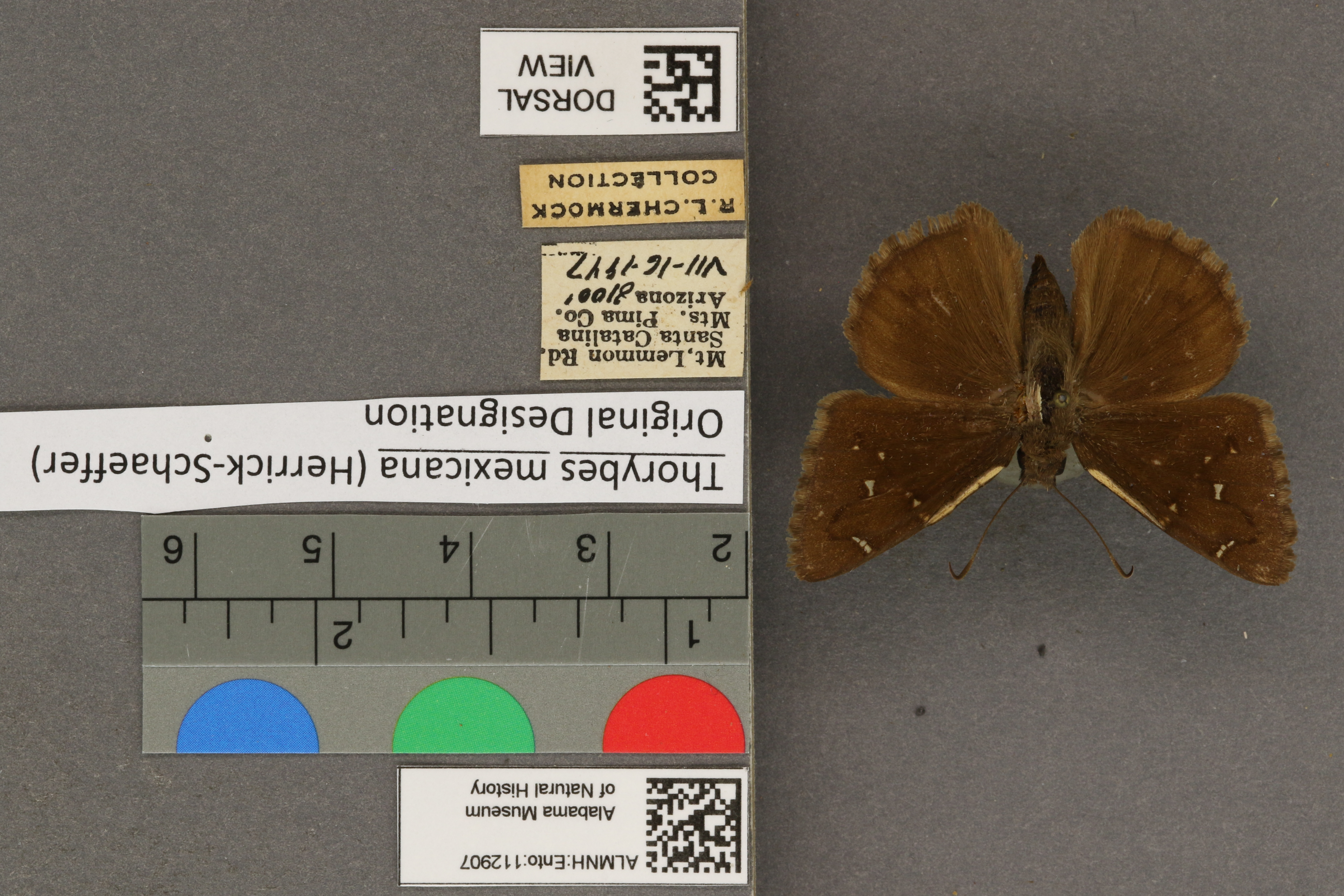 Thorybes mexicana