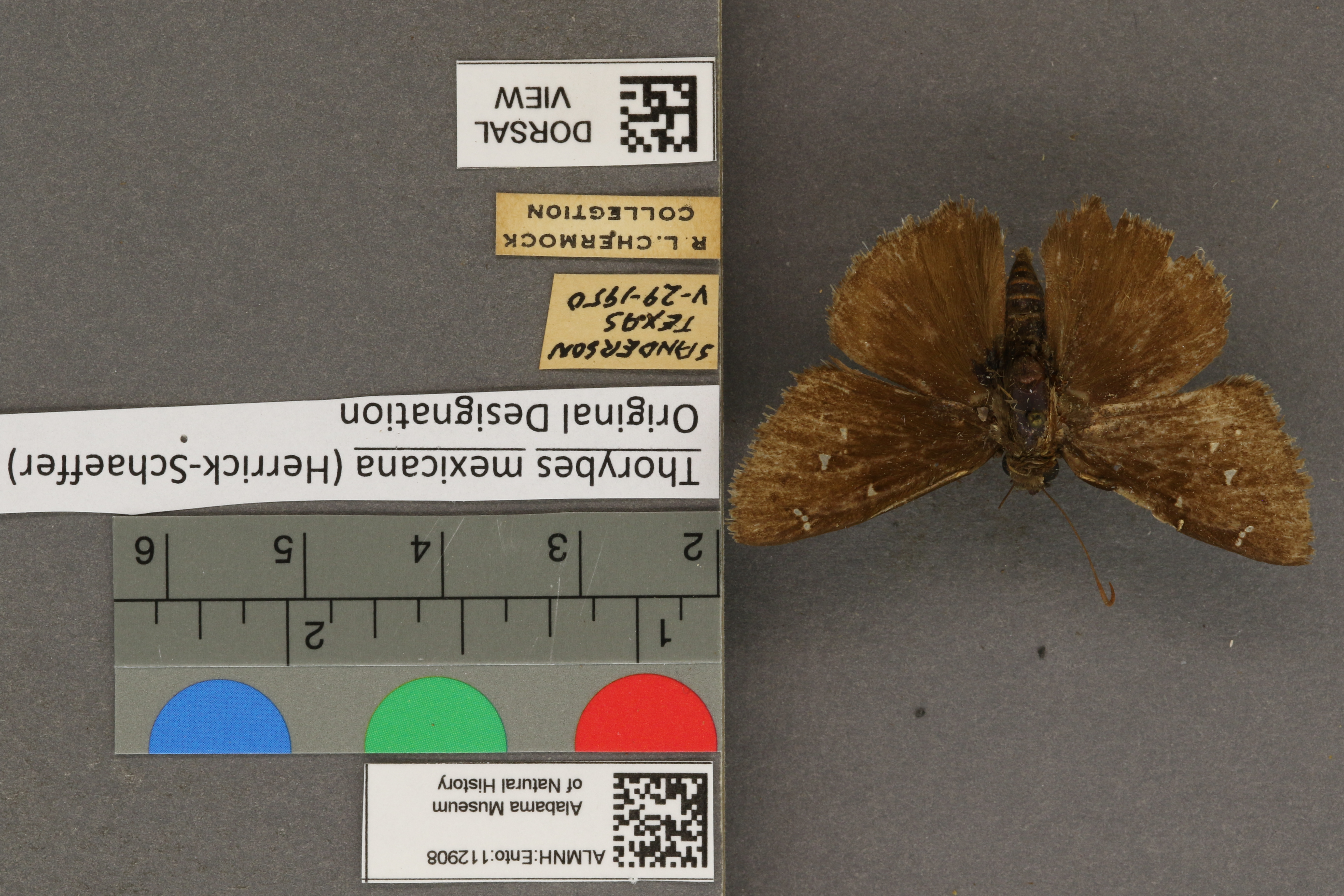 Thorybes mexicana