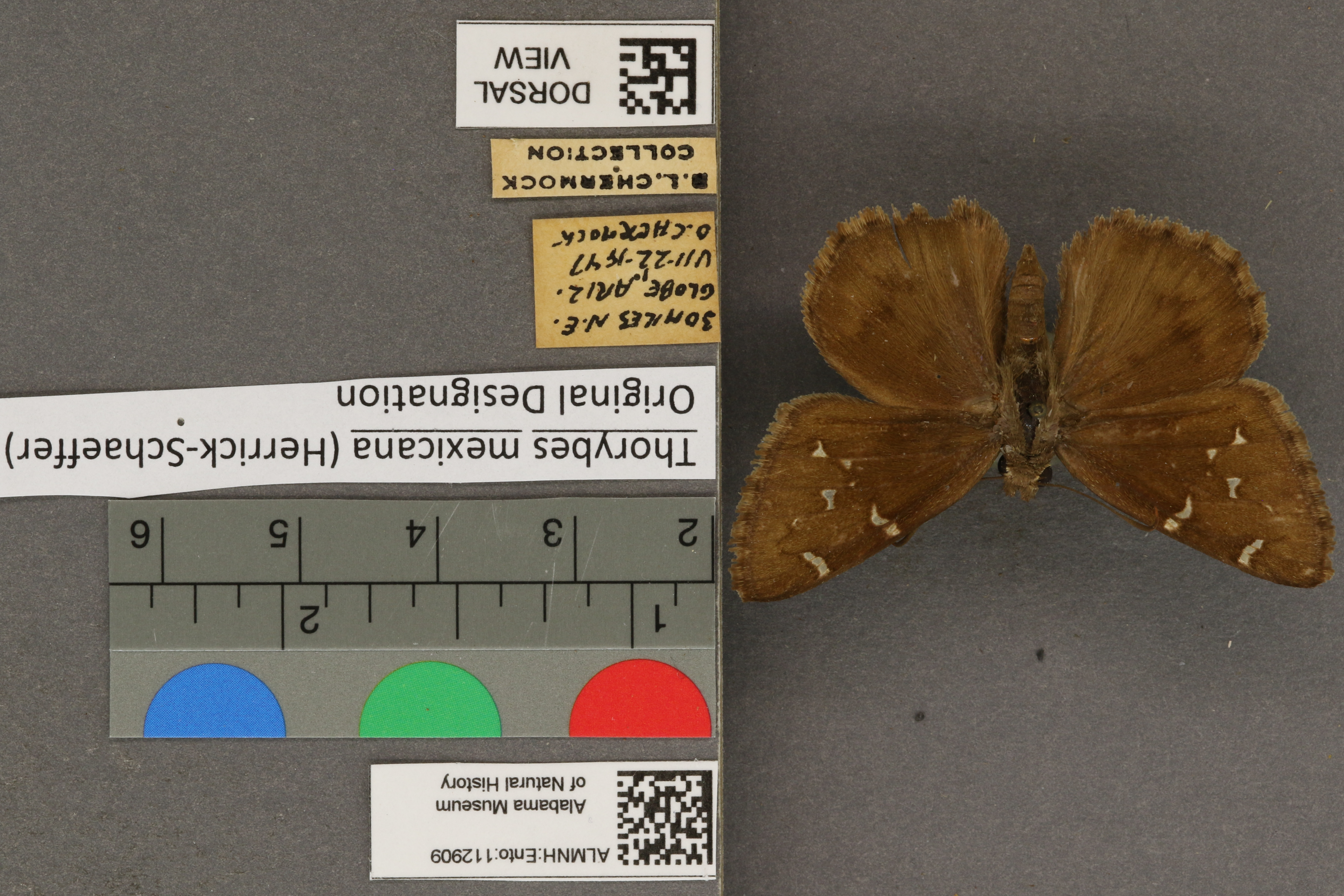 Thorybes mexicana