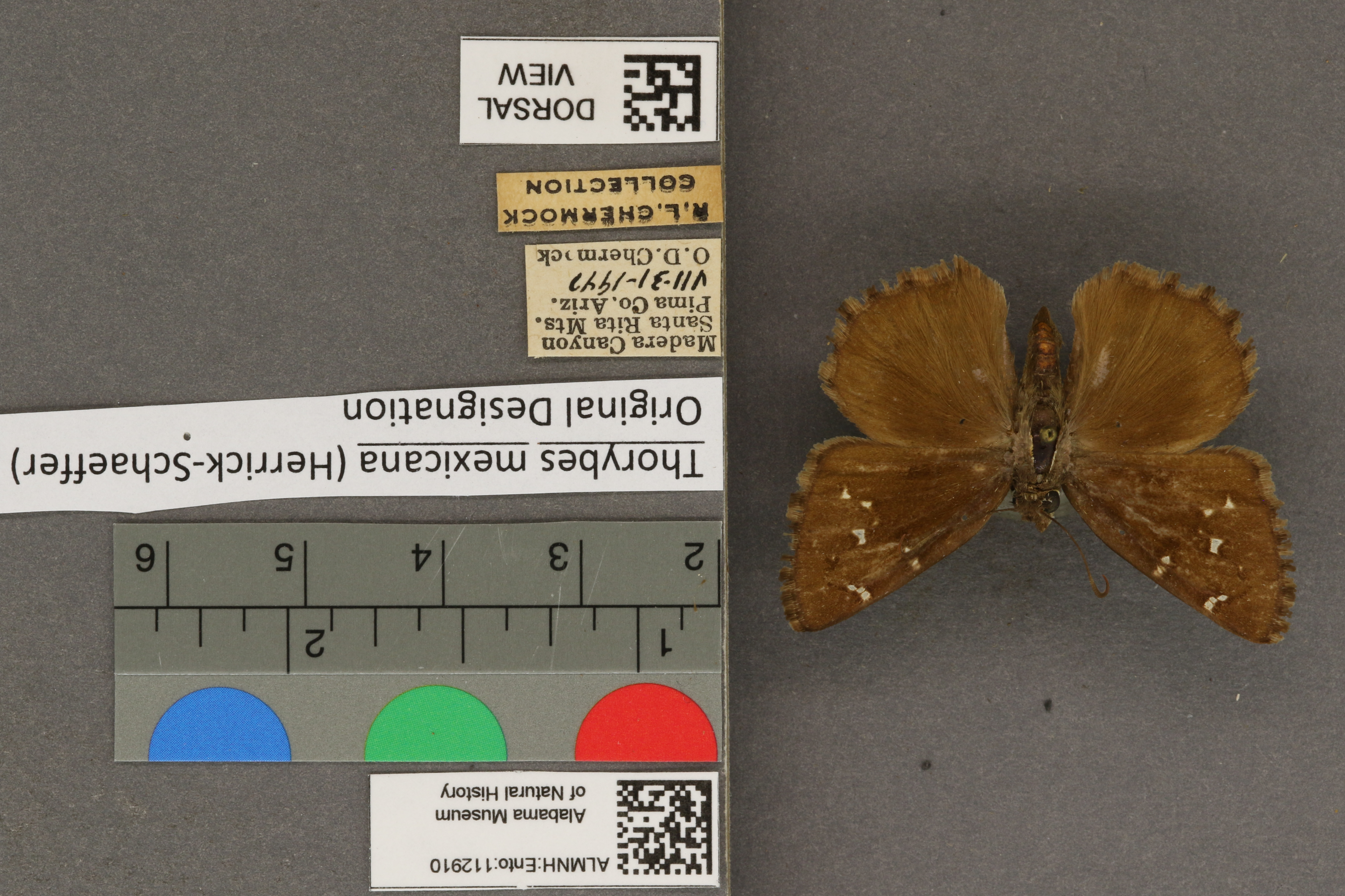Thorybes mexicana