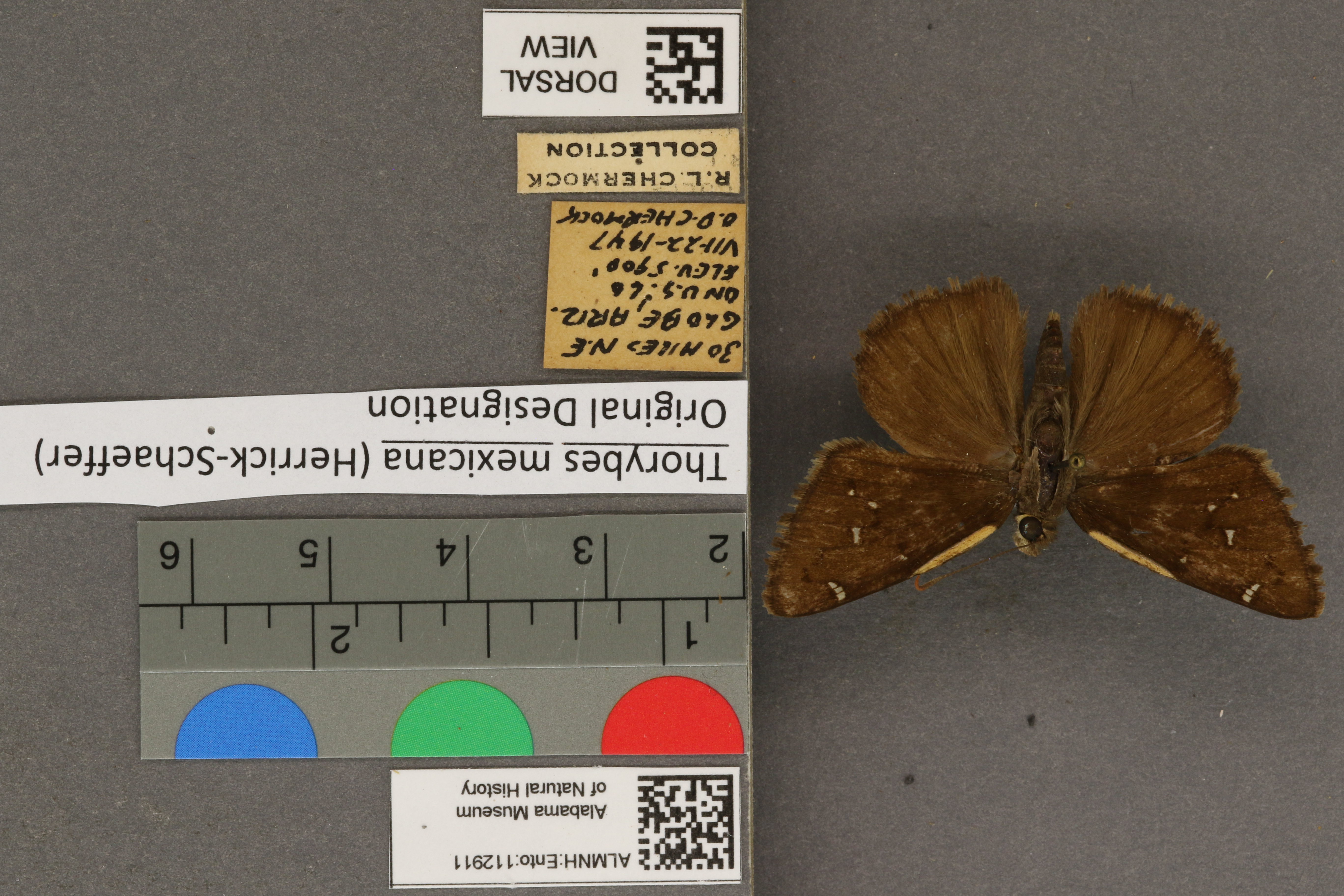 Thorybes mexicana