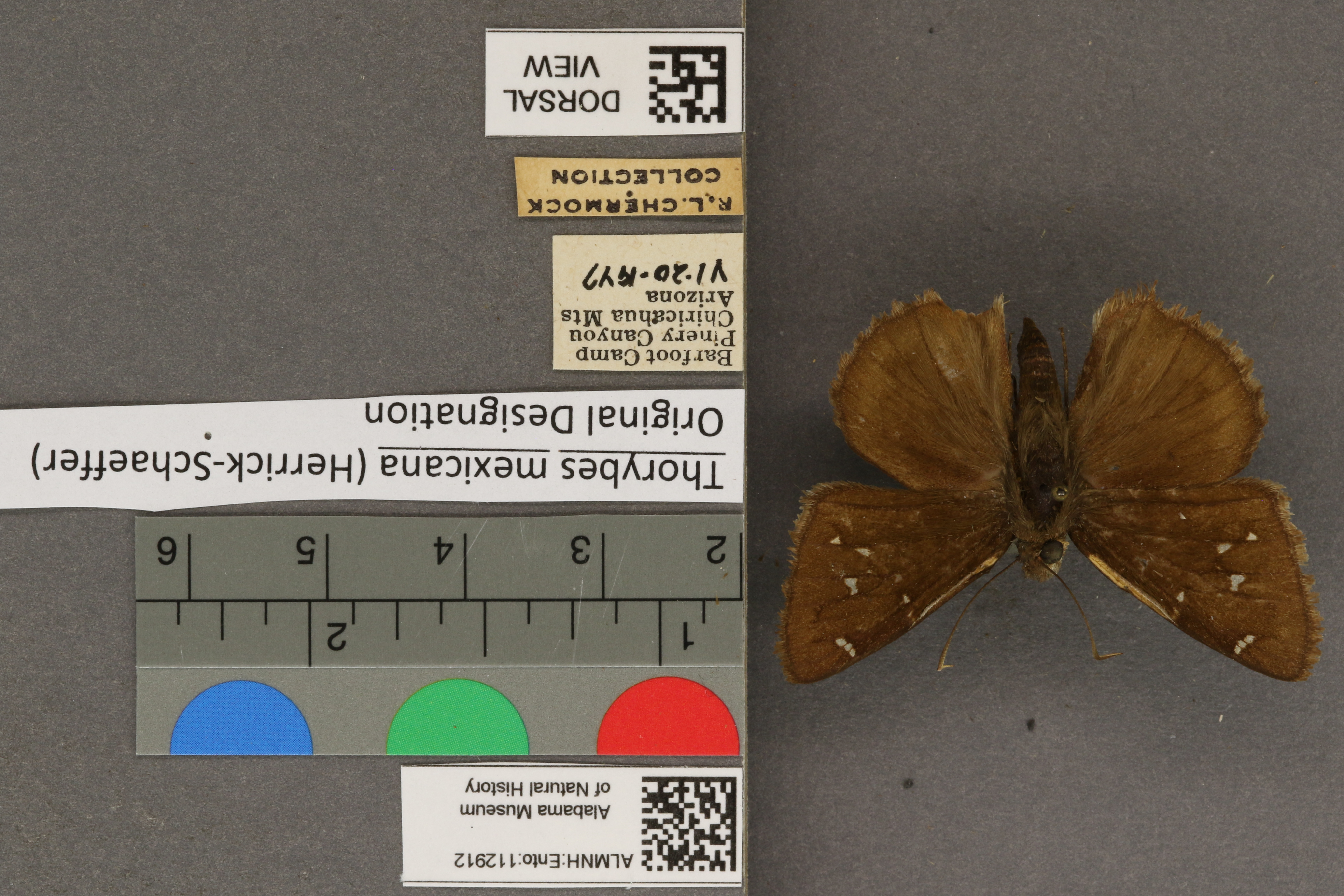 Thorybes mexicana